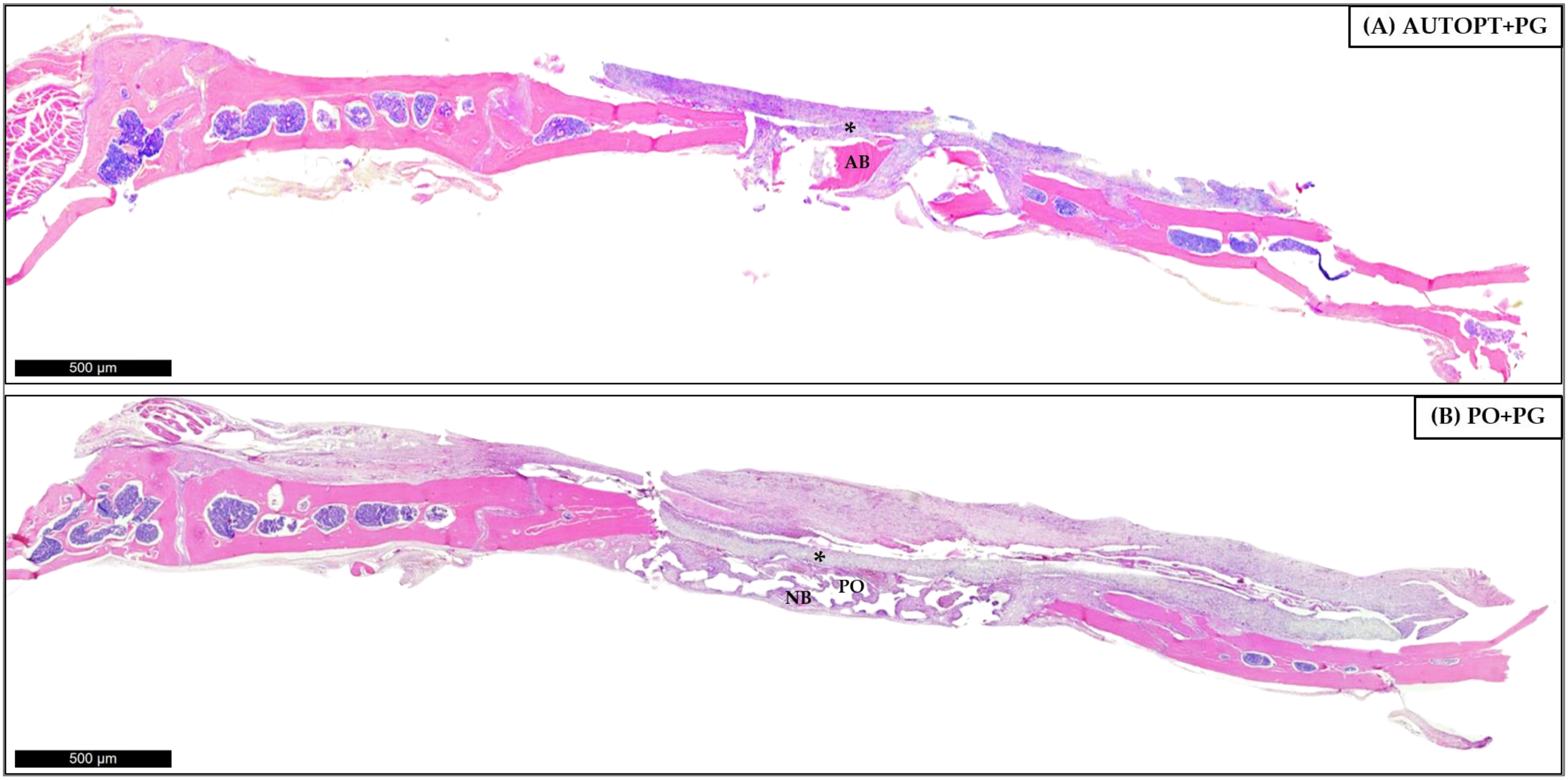 Biomimetics 09 00284 g006