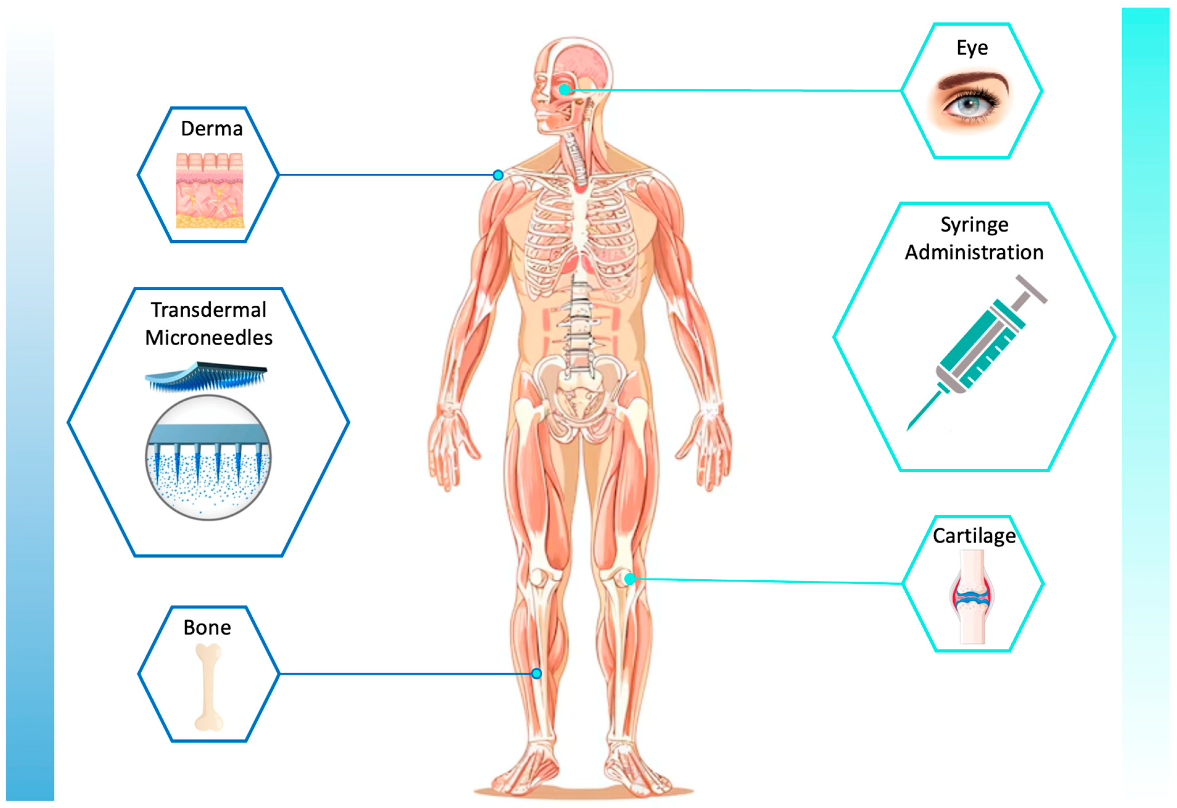Biomimetics 09 00295 g002