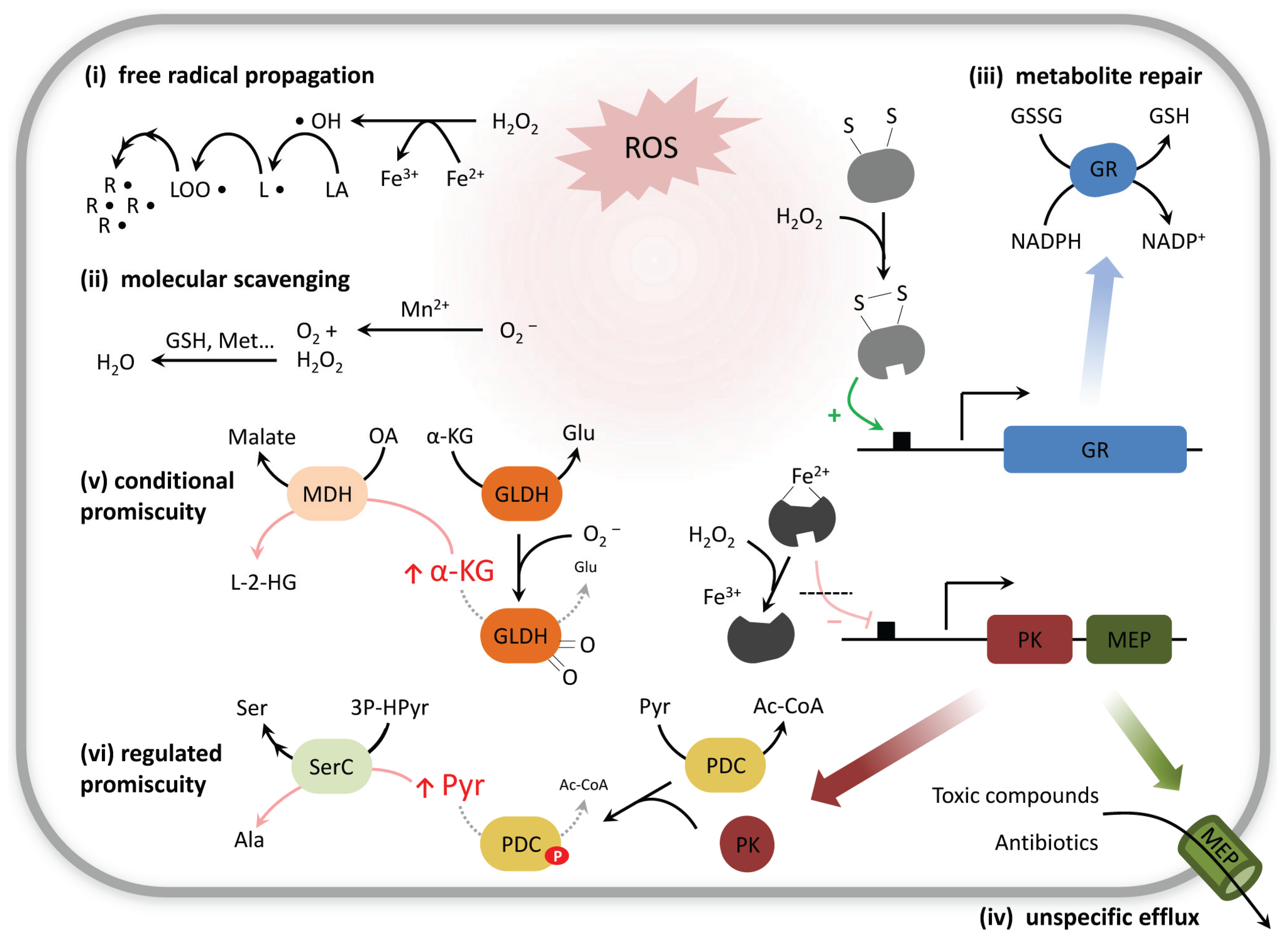 Biomolecules Free FullText The Impact of NonEnzymatic Reactions