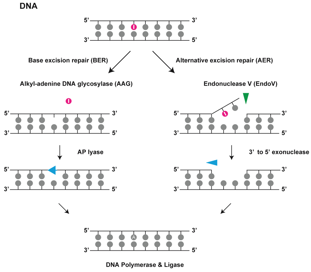 Endonuclease And Exonuclease Difference / Exonuclease and Endonuclease