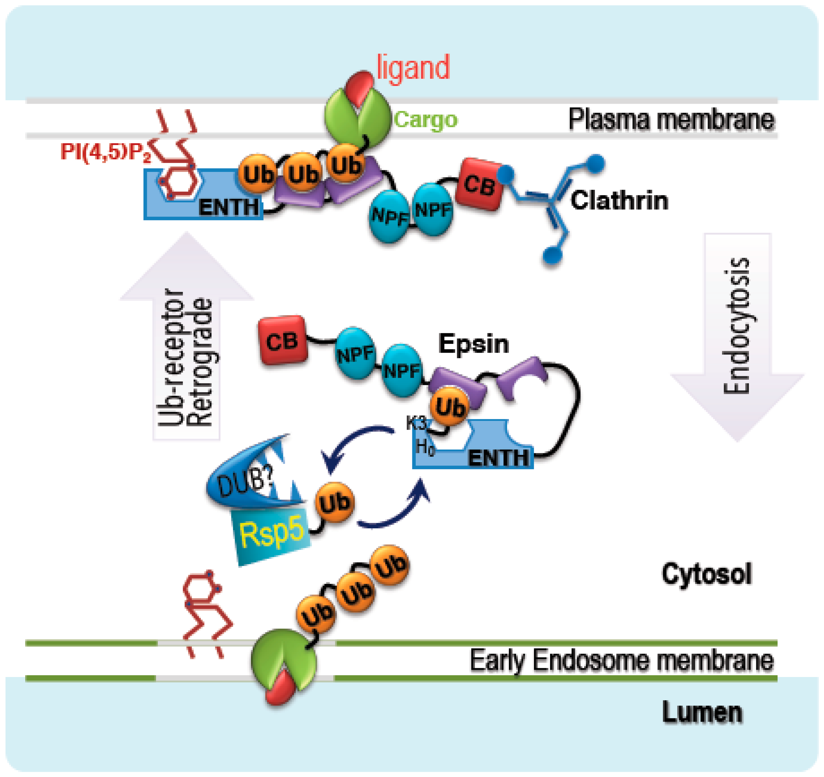 Biomolecules 09 00325 g006