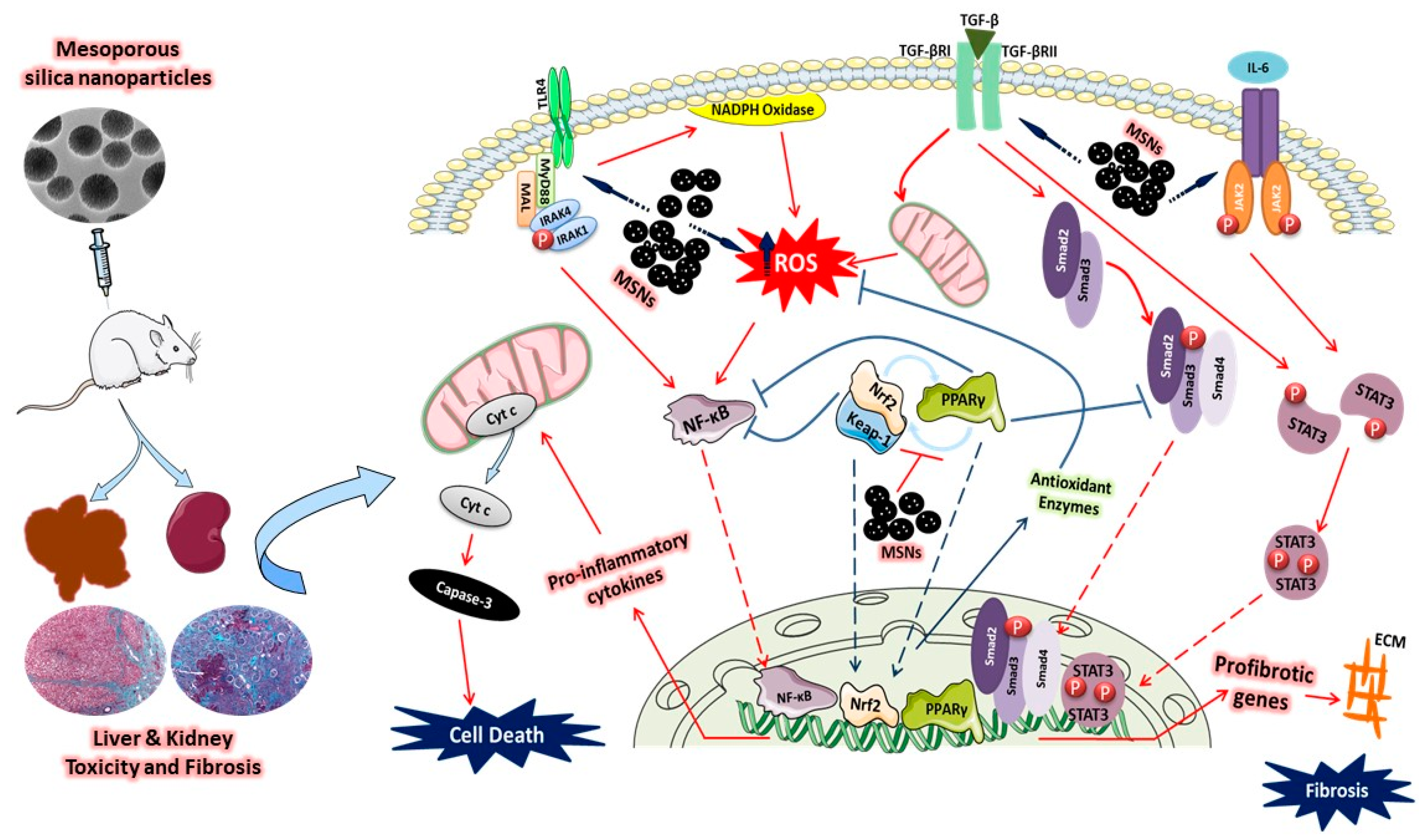 Biomolecules 09 00528 g008