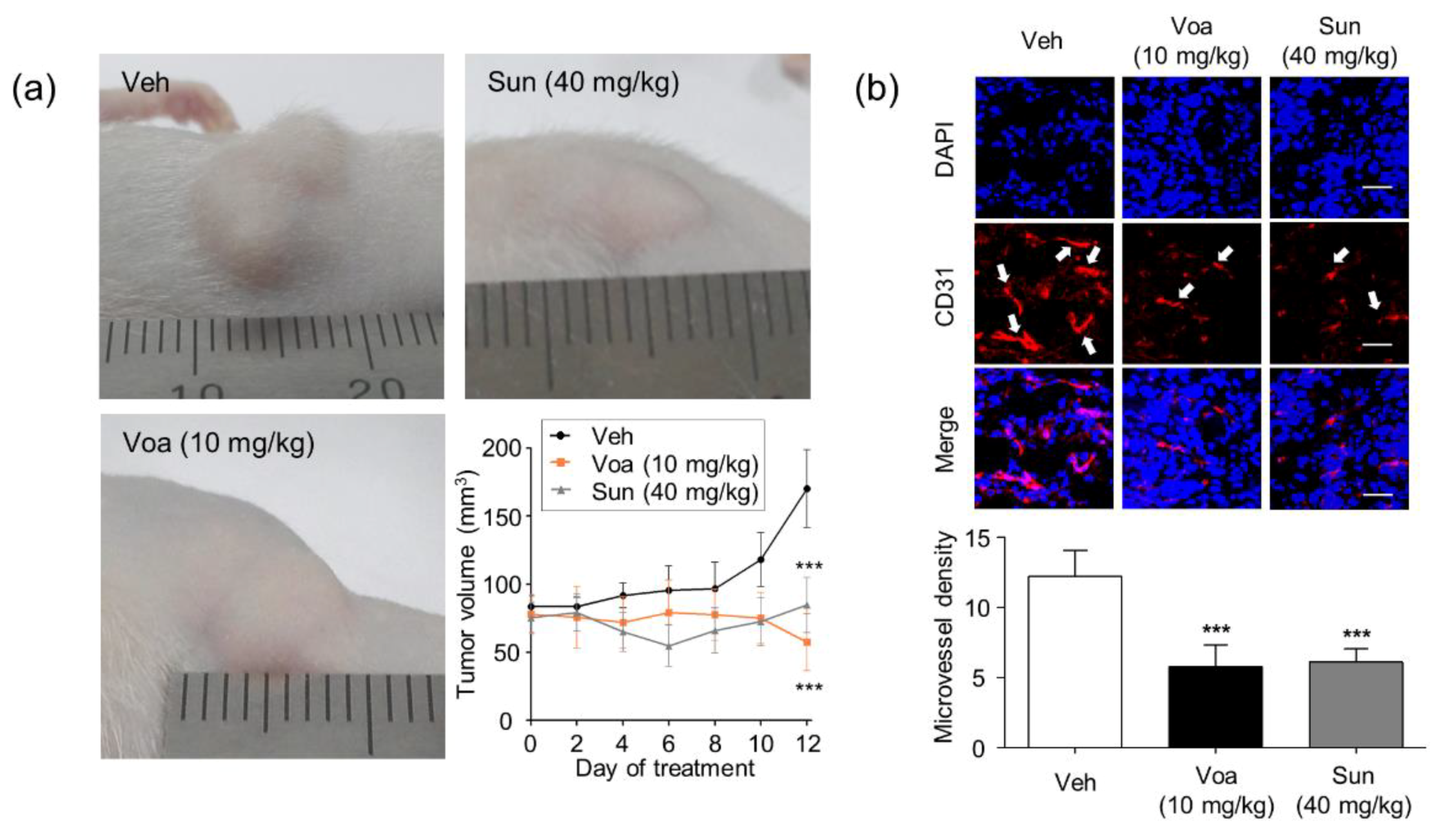 Biomolecules 10 00508 g004 Biomolecules 10 00508 g004