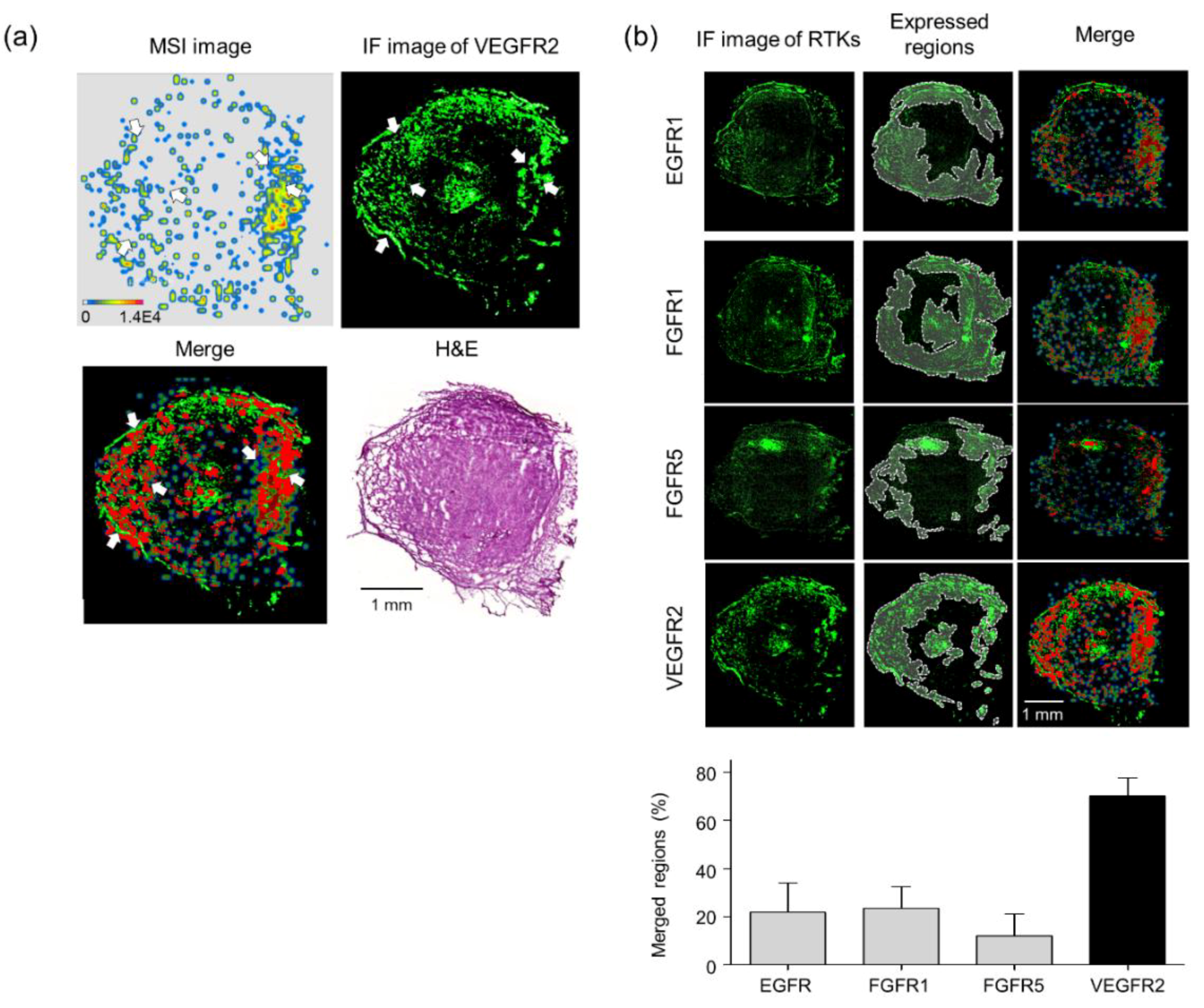 Biomolecules 10 00508 g006 Biomolecules 10 00508 g006