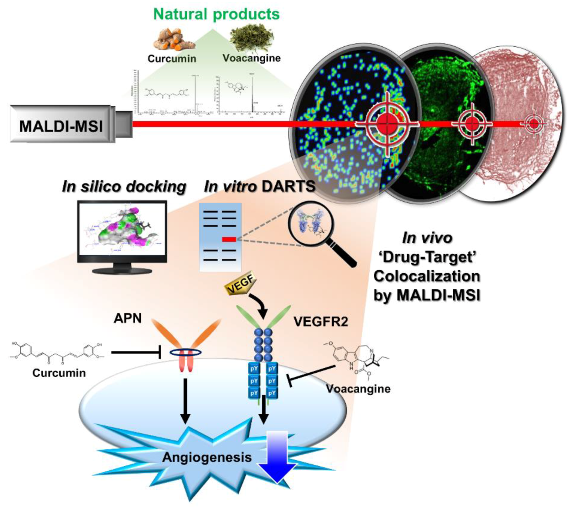 Biomolecules 10 00508 g007 Biomolecules 10 00508 g007
