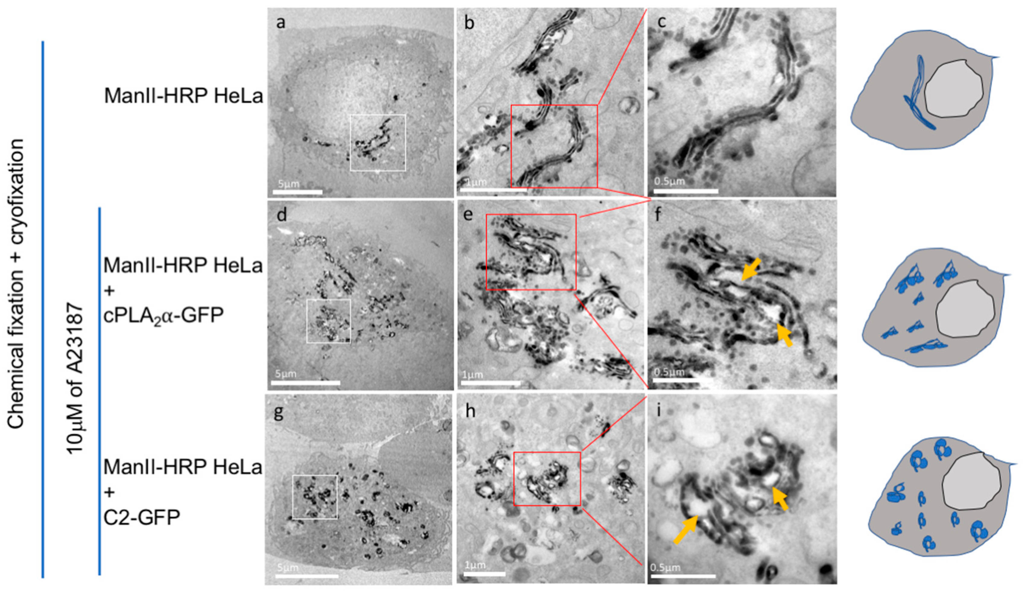 Biomolecules 10 00647 g007