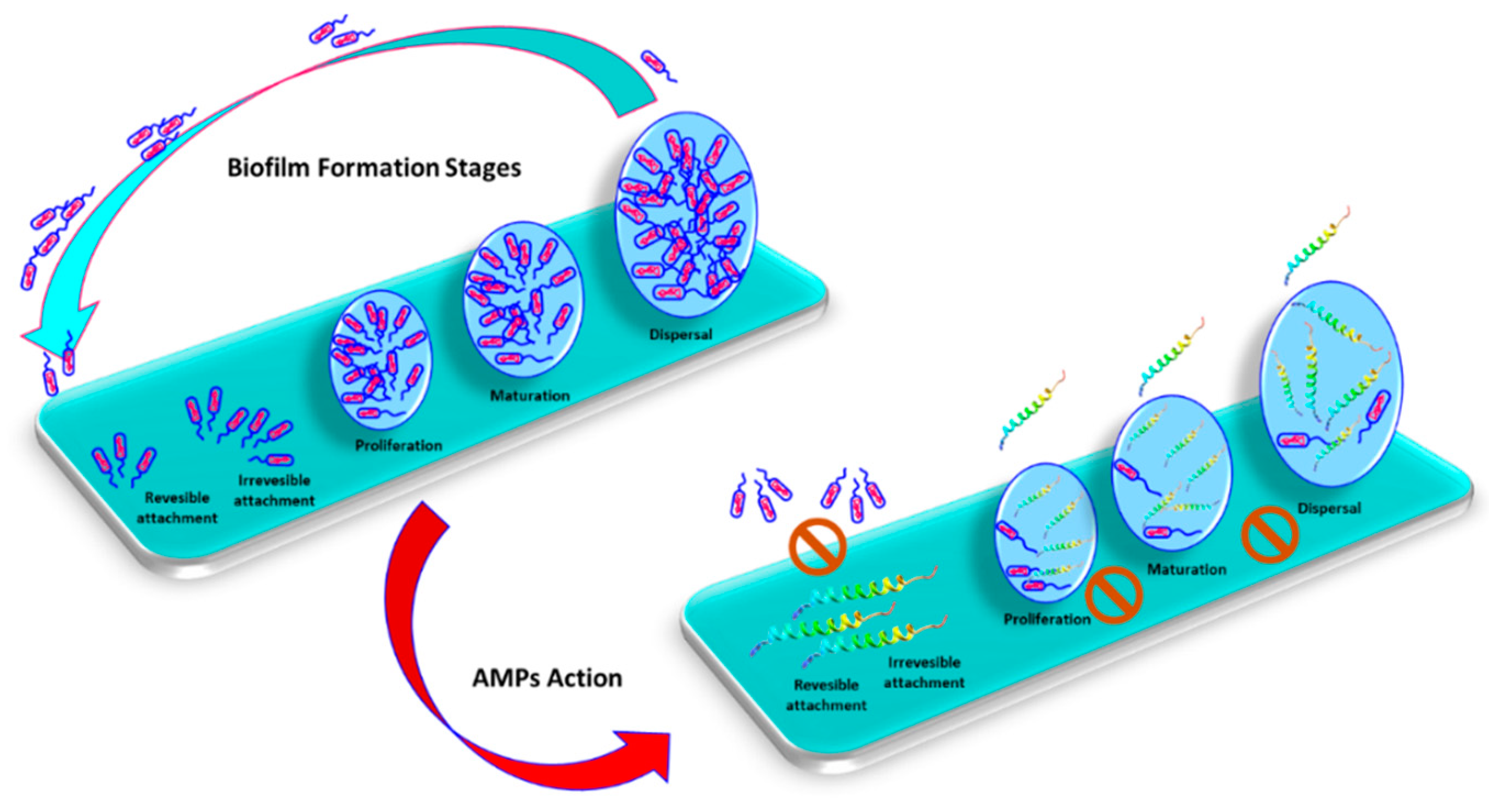 Biomolecules Free Full Text Antimicrobial And Antibiofilm Peptides