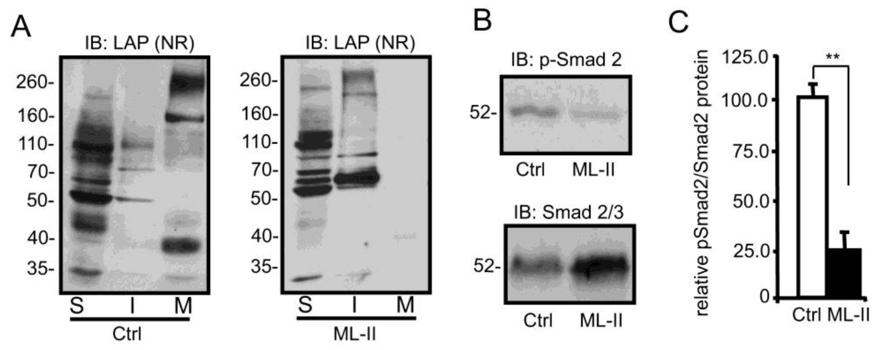 Biomolecules 10 00670 g004