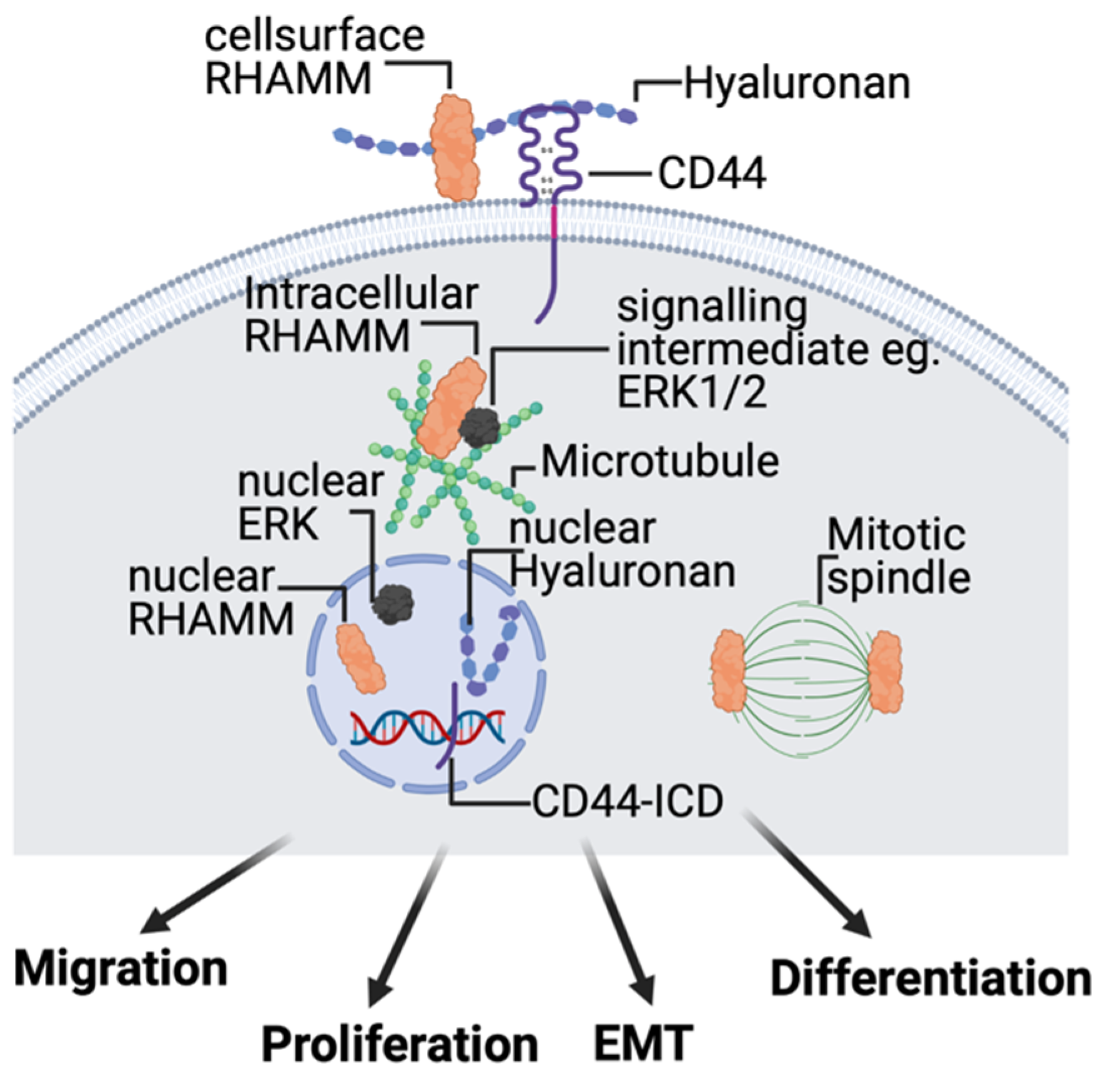 Hyaluronan Functions In Wound Repair That Are Captured To Fuel Breast