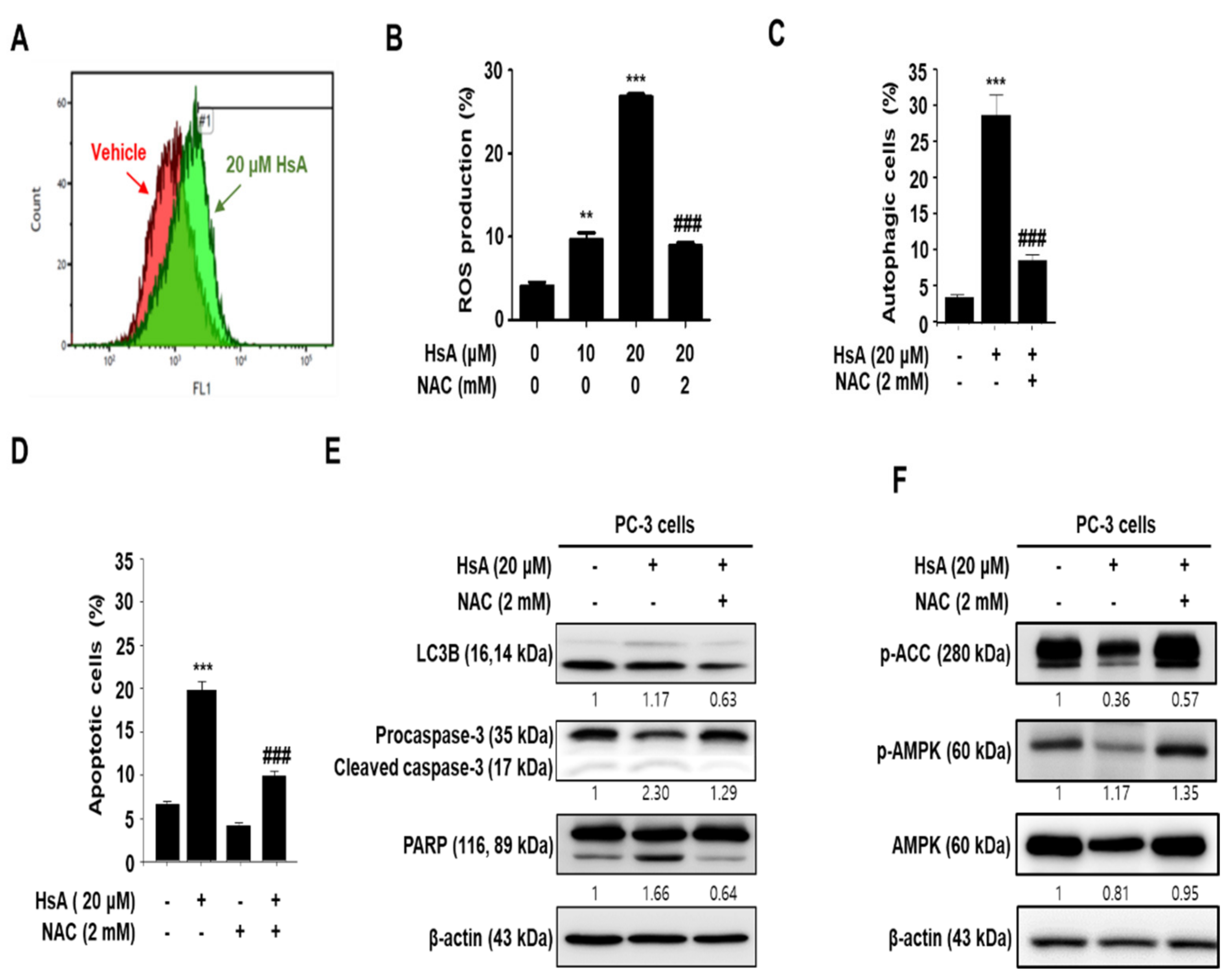 Biomolecules Free Full Text Inhibition Of Autophagy Promotes