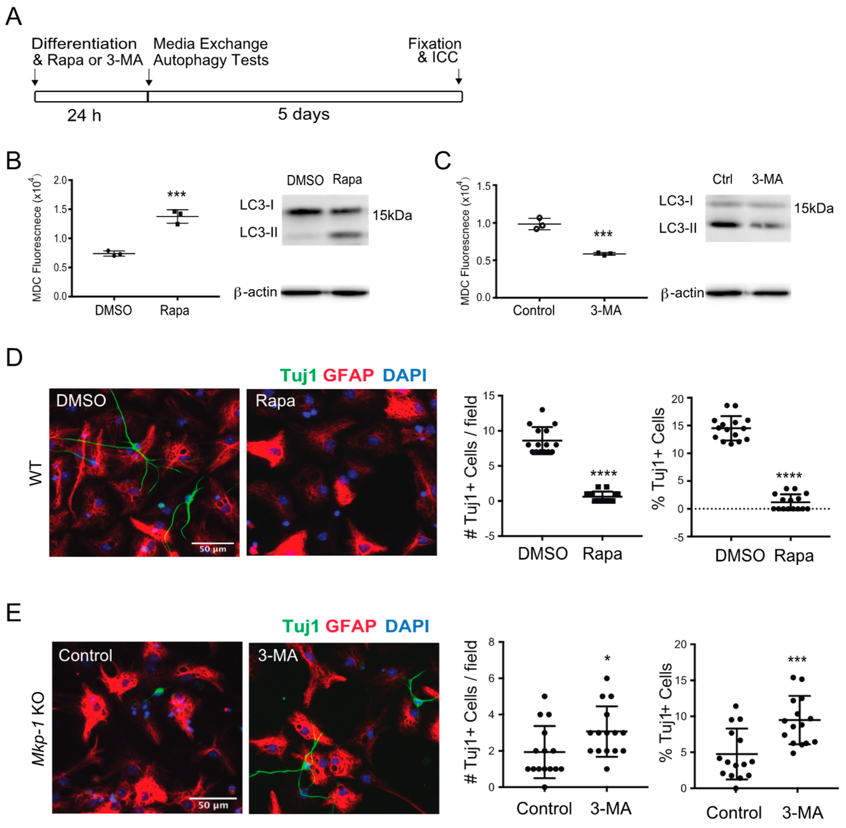 Biomolecules 11 01871 g004
