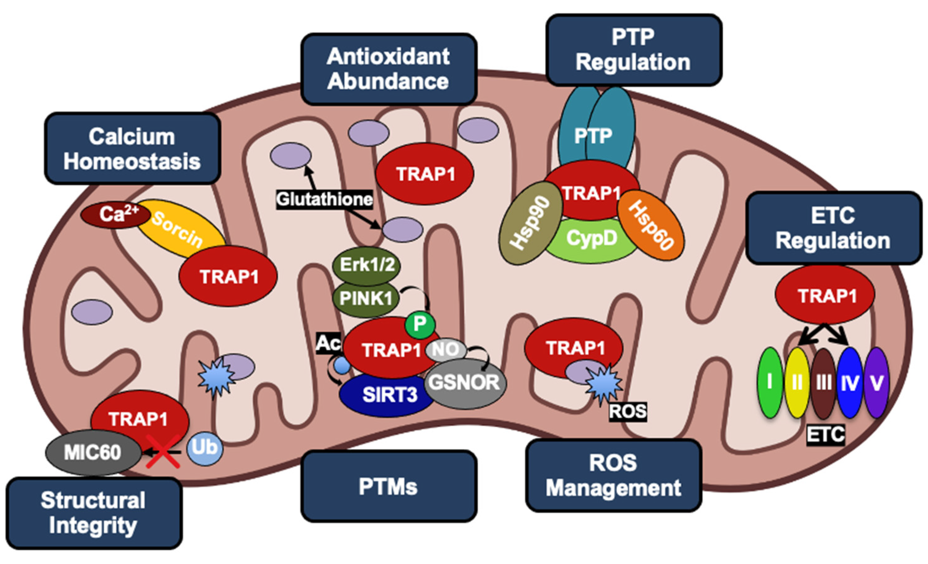 Biomolecules 12 00786 g006