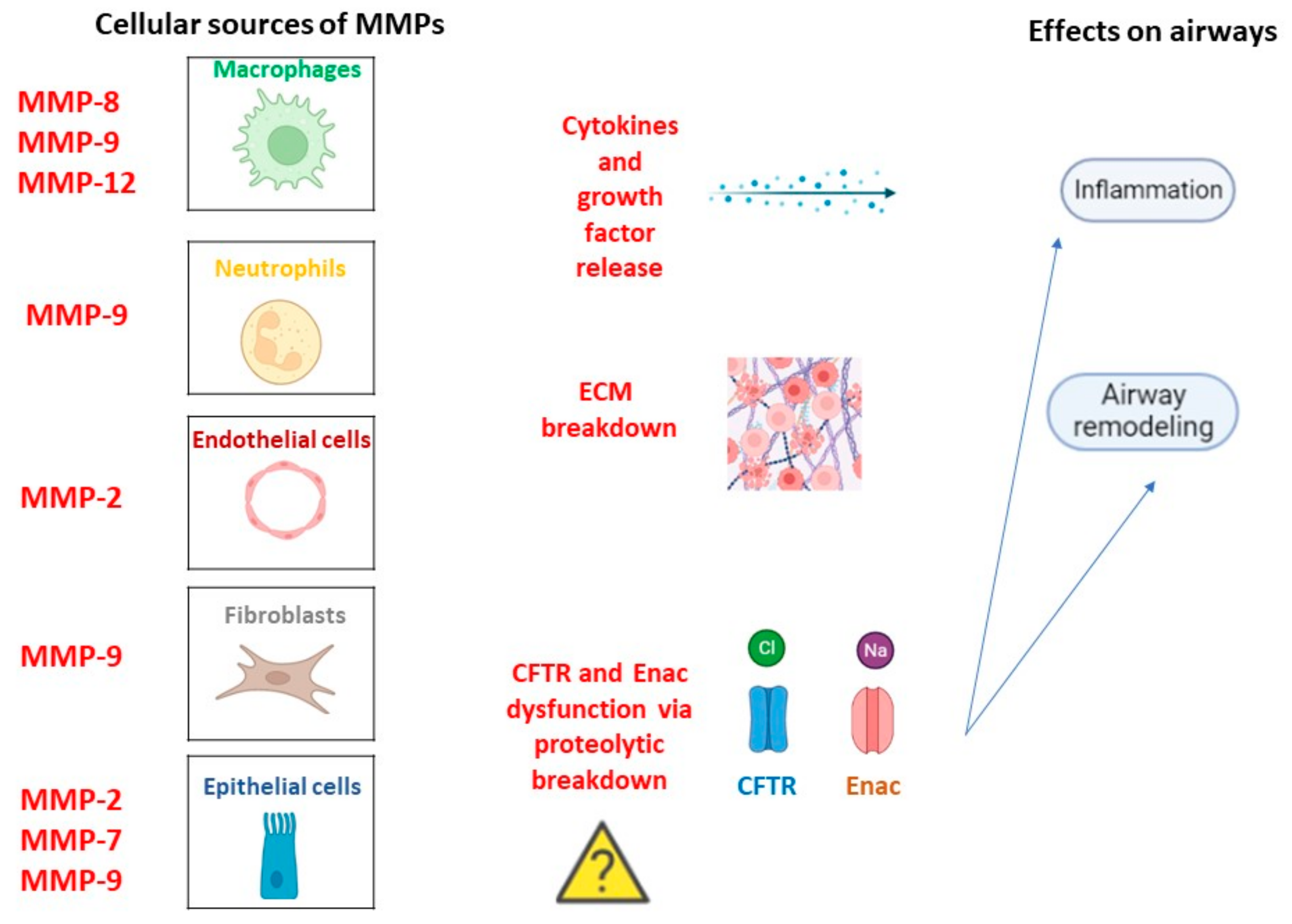 Matrix Metalloproteinases In Cystic Fibrosis Pathogenesis