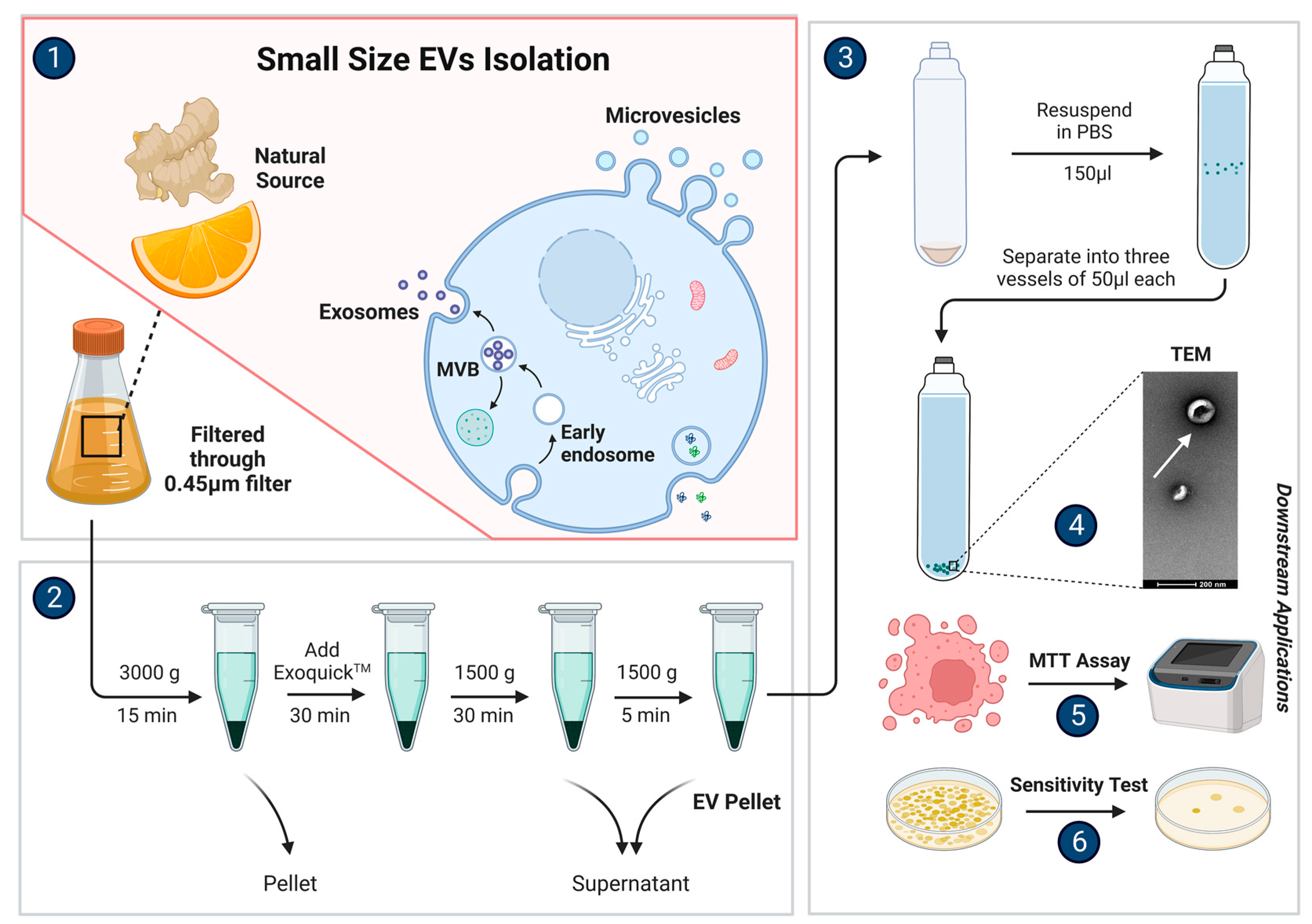 Biomolecules 13 00839 g002