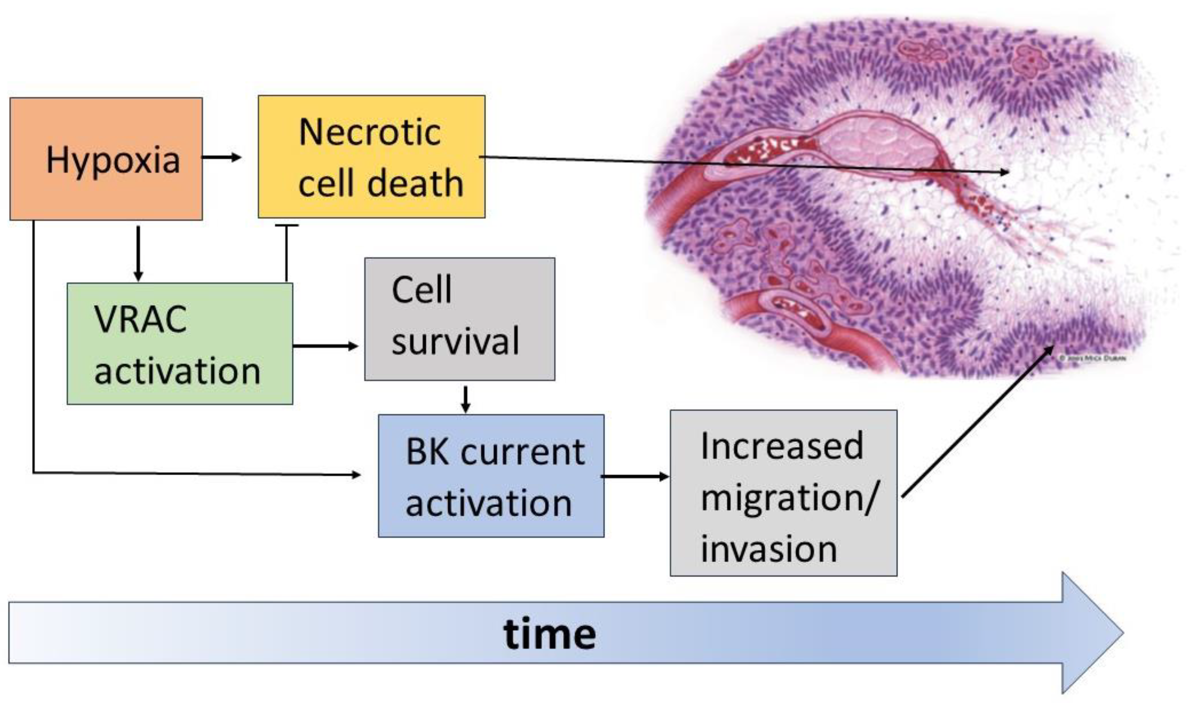 Biomolecules 13 01742 g007