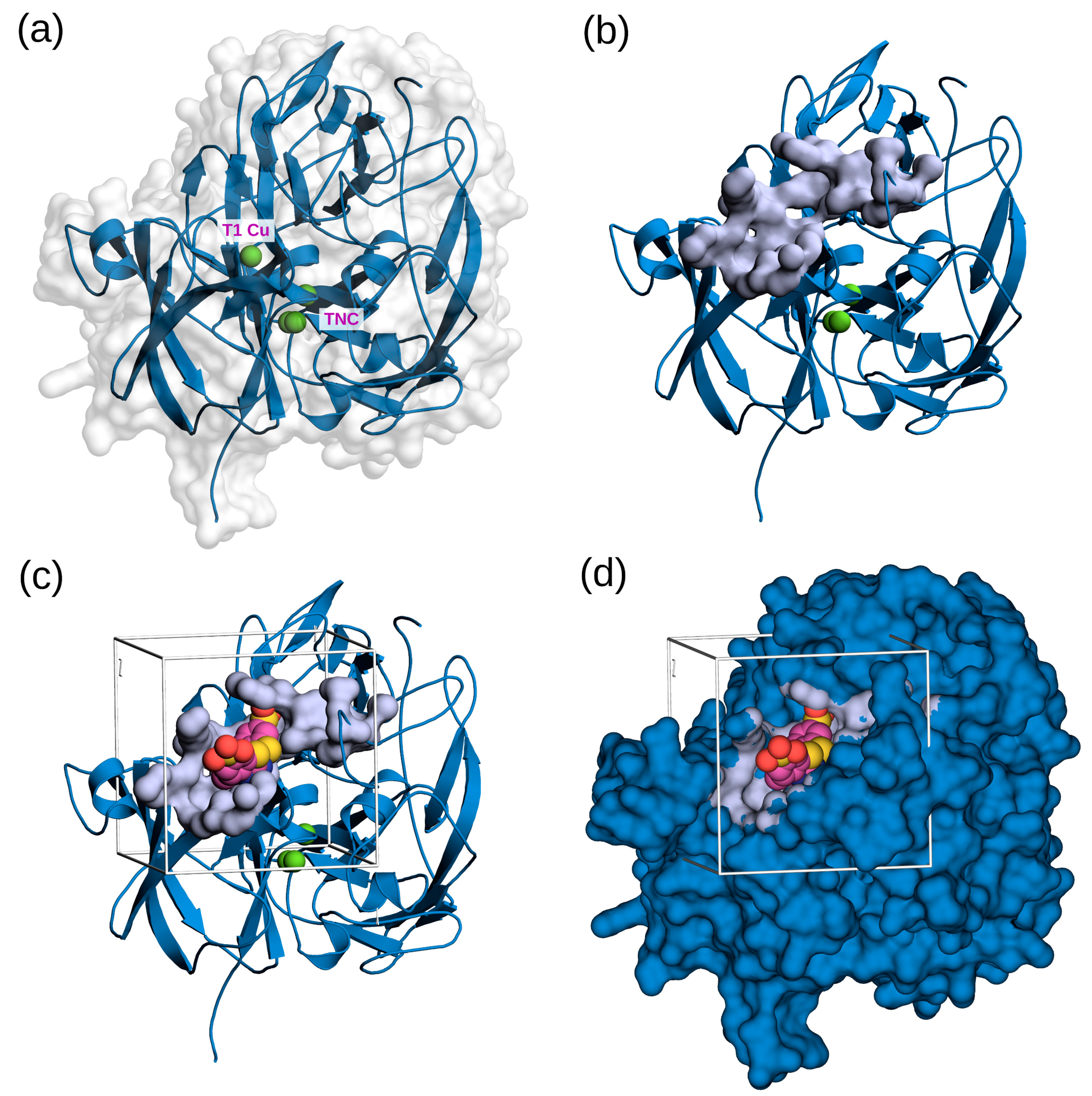 Biomolecules 14 00369 g001