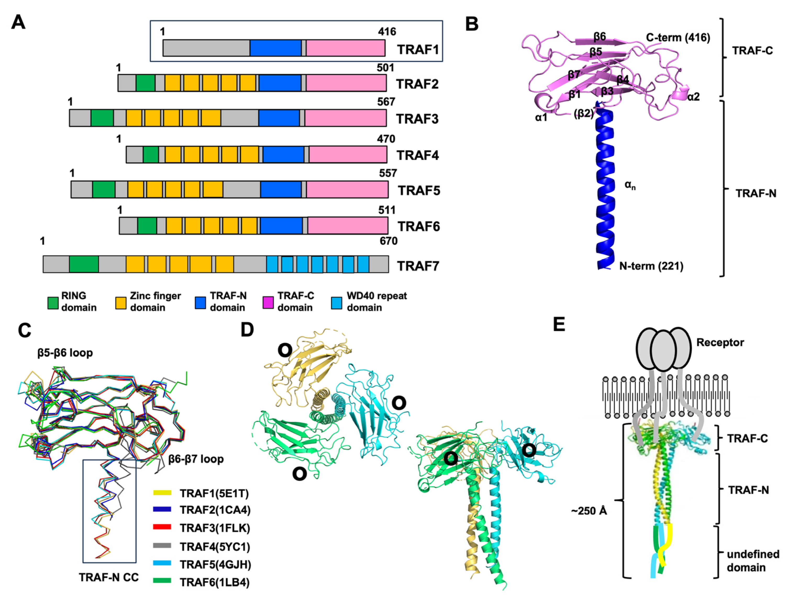 Biomolecules 14 00510 g001