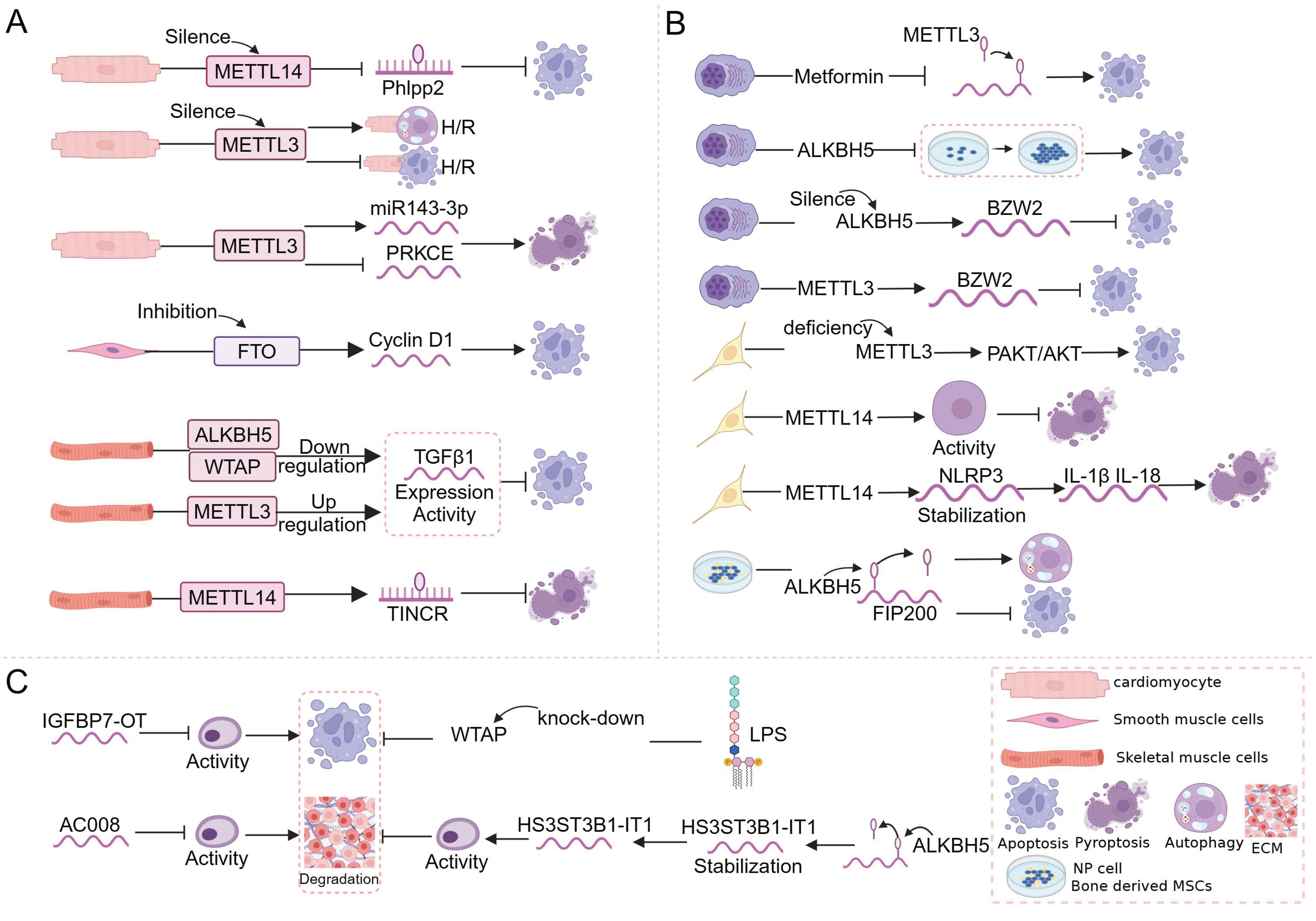 Biomolecules 14 00514 g004