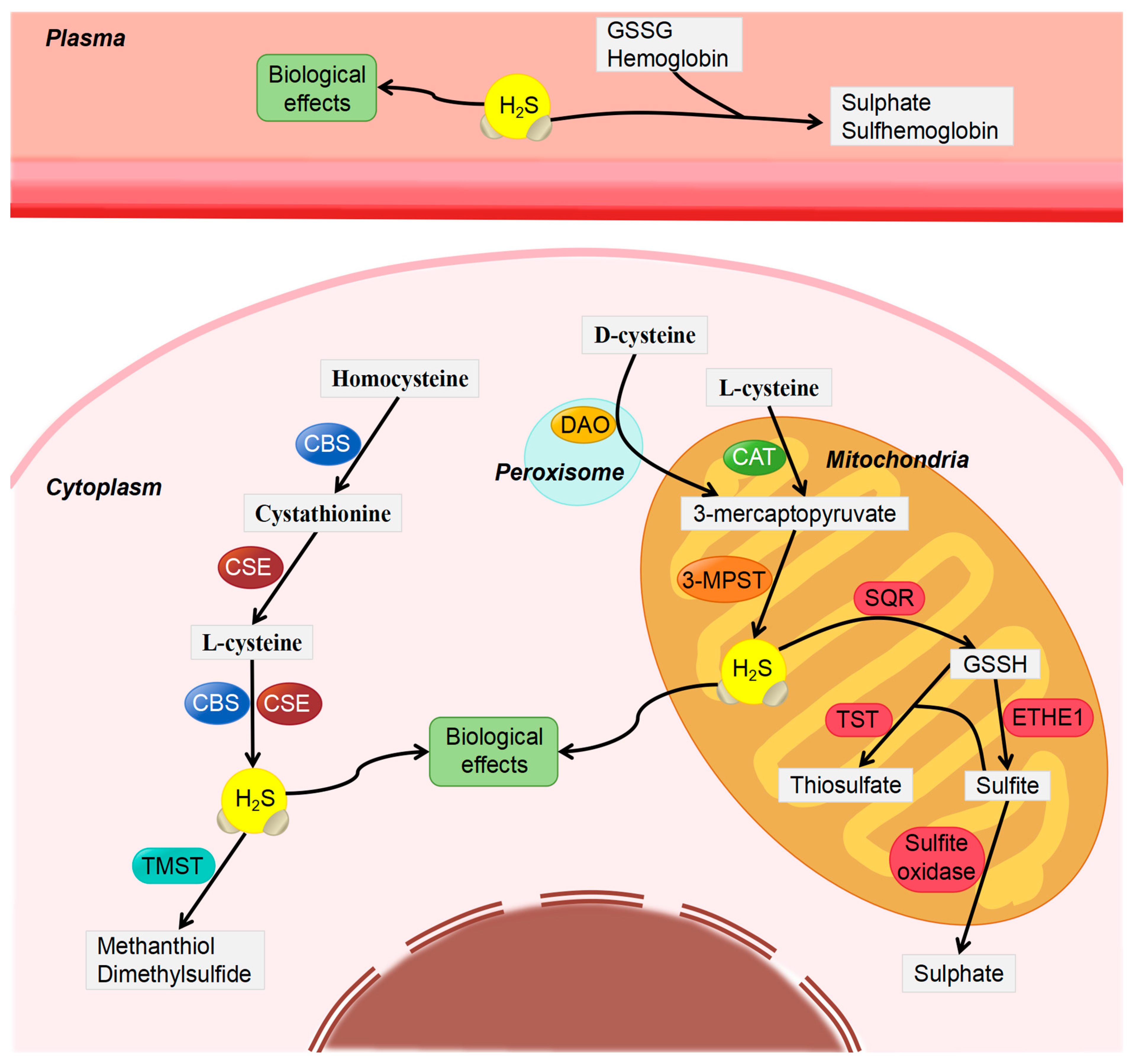 Biomolecules 14 00540 g001
