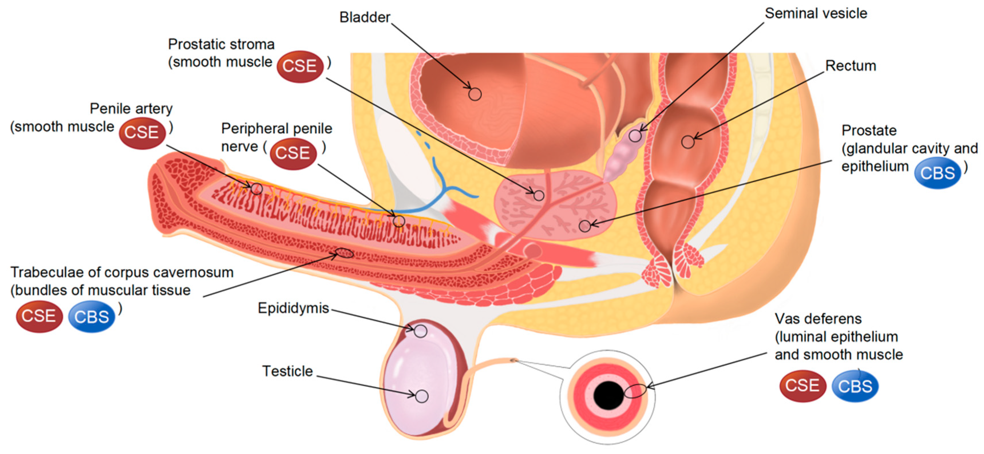 Biomolecules 14 00540 g002