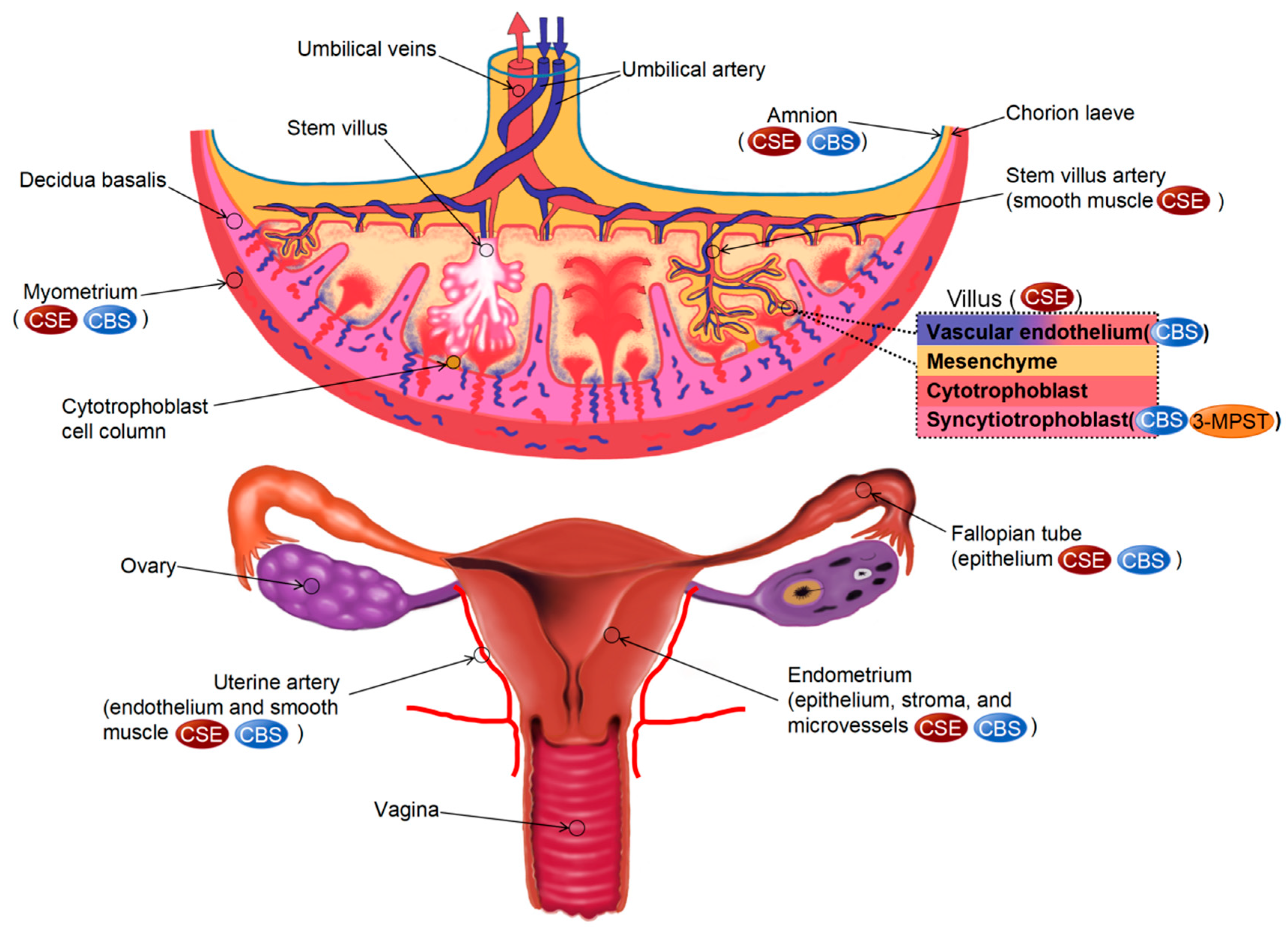 Biomolecules 14 00540 g003