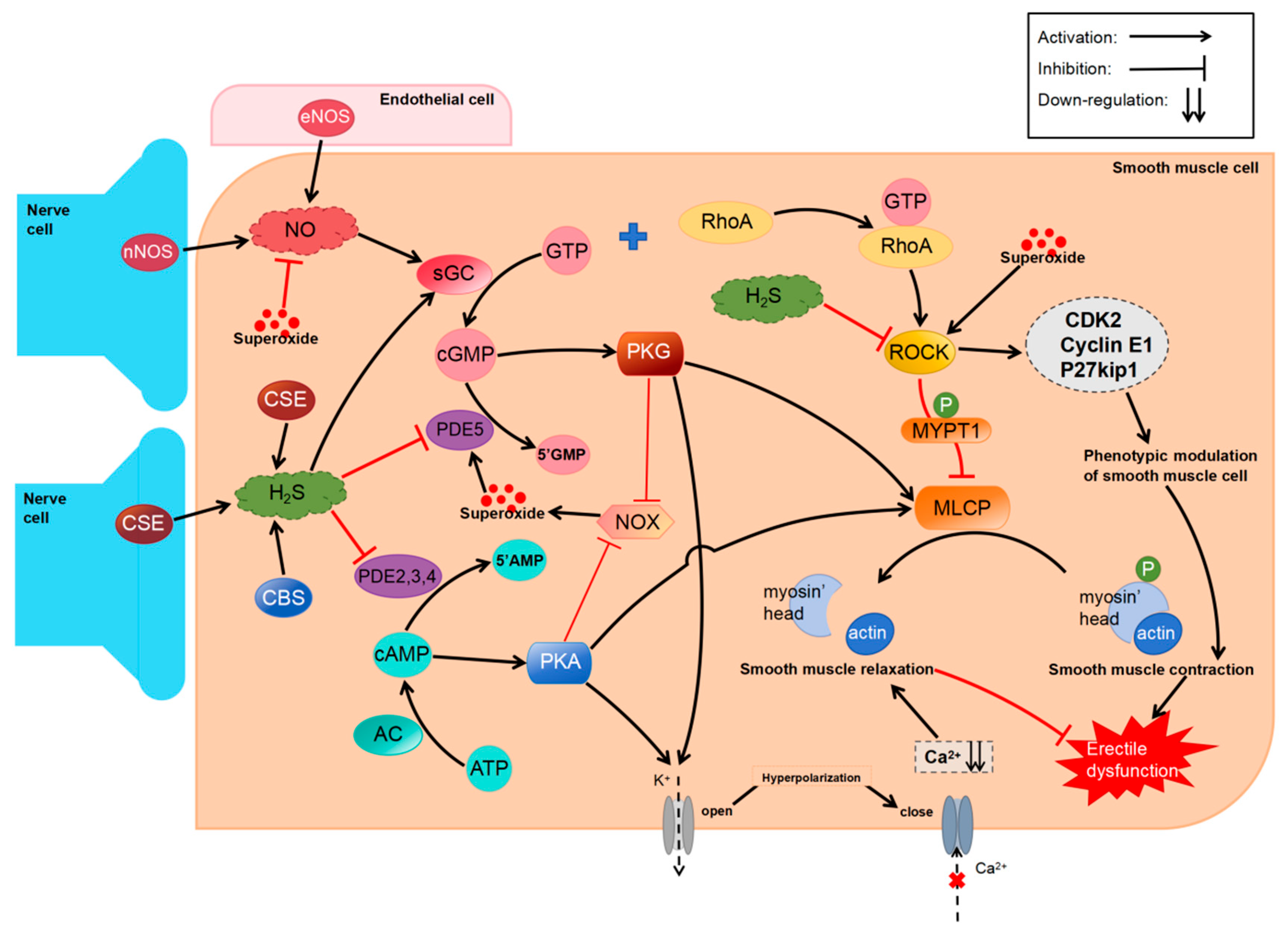 Biomolecules 14 00540 g004