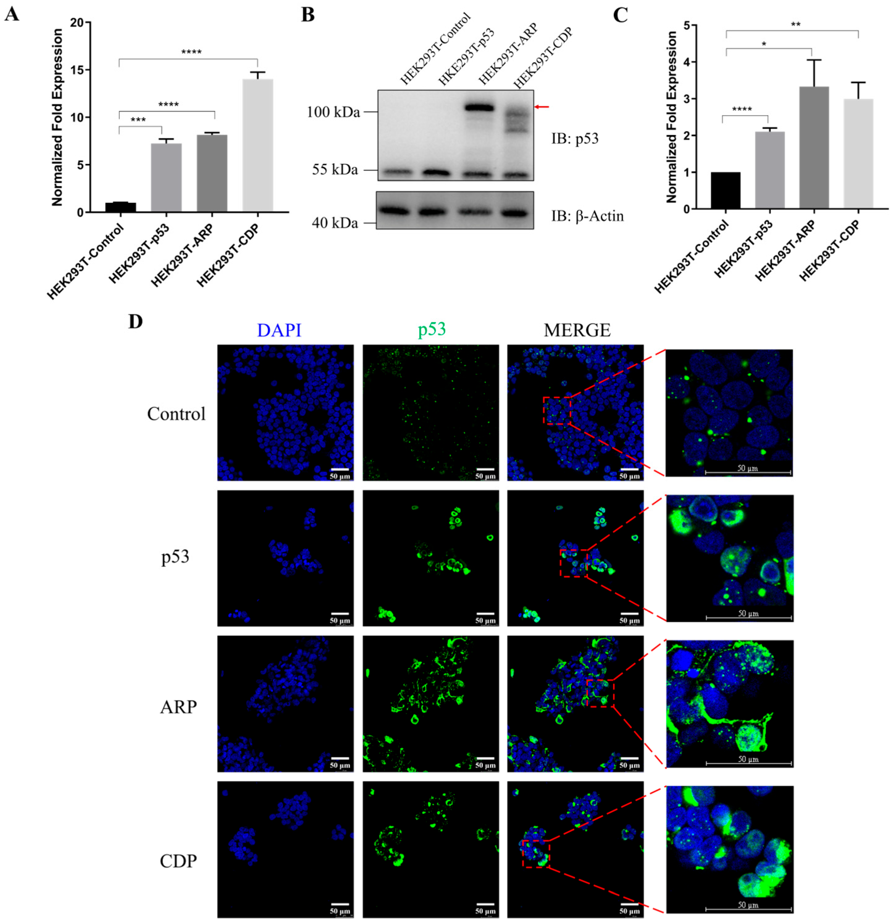 Biomolecules 14 00591 g001