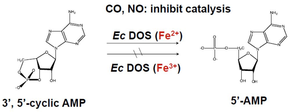 Biosensors 03 00211 g005