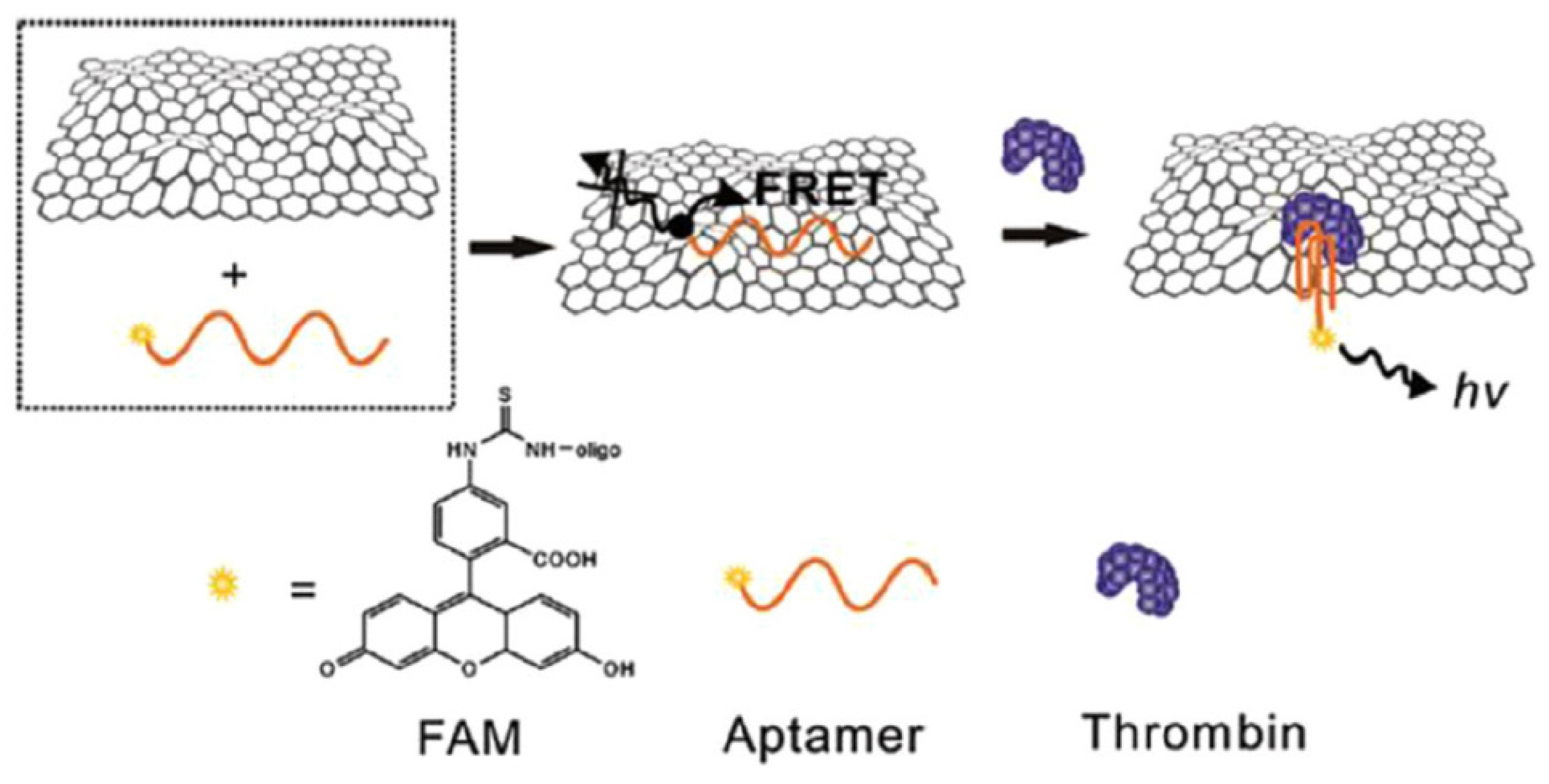 Biosensors 12 00269 g010