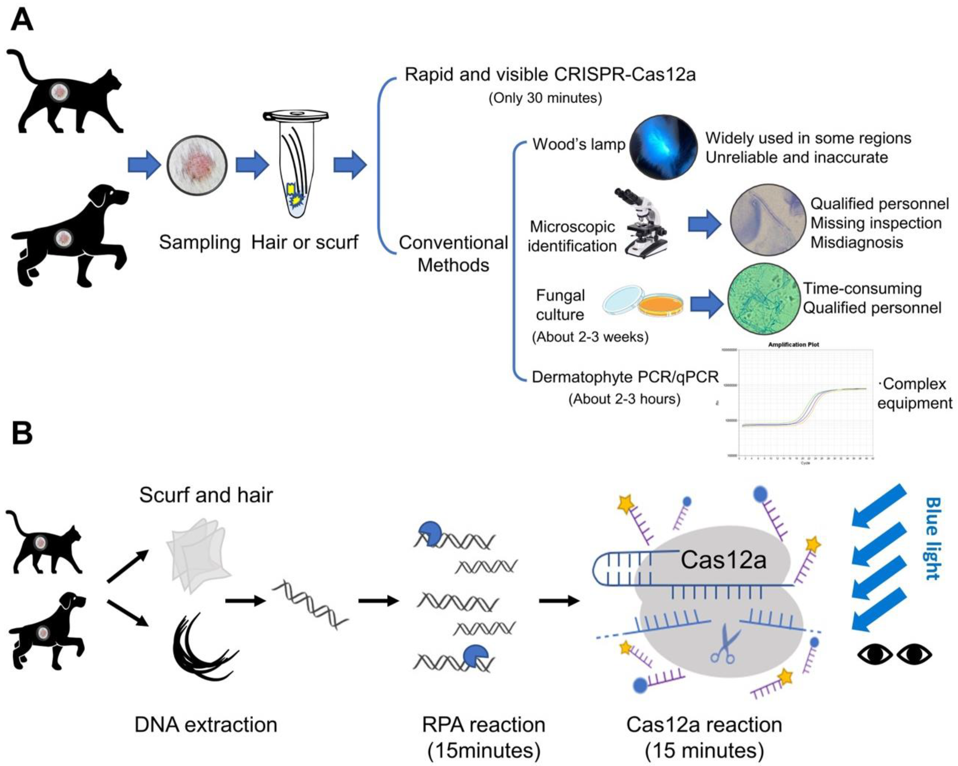 Biosensors 12 00636 g001