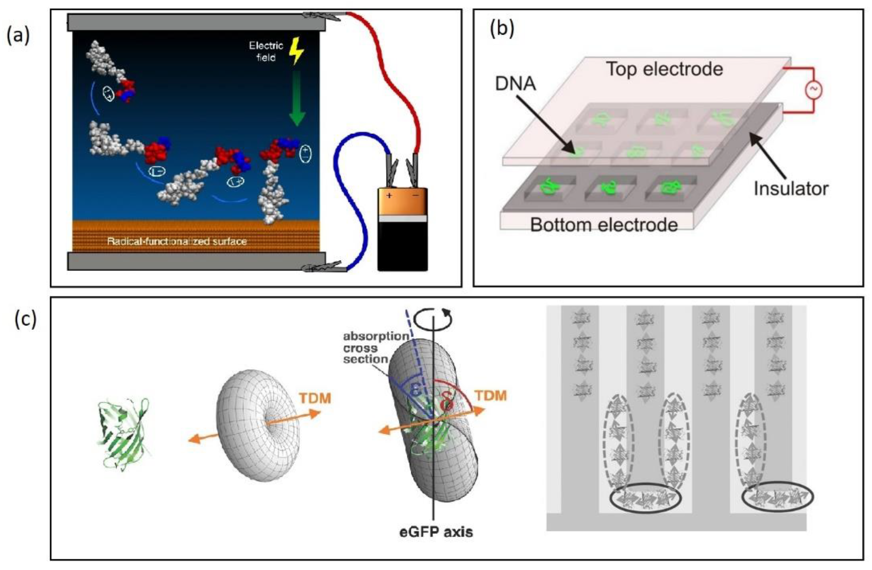 Biosensors 12 00784 g008