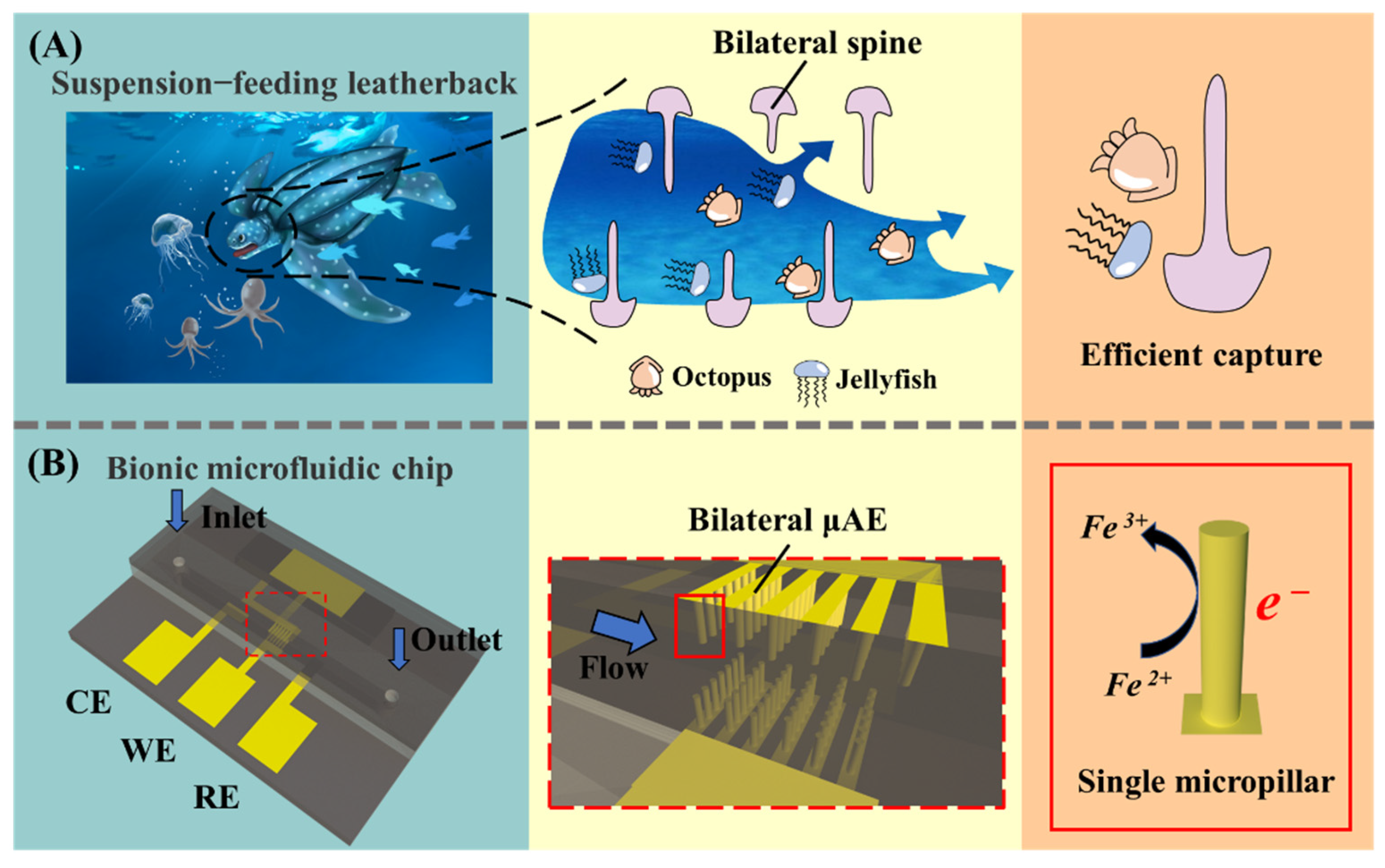 Biosensors 12 00878 g001