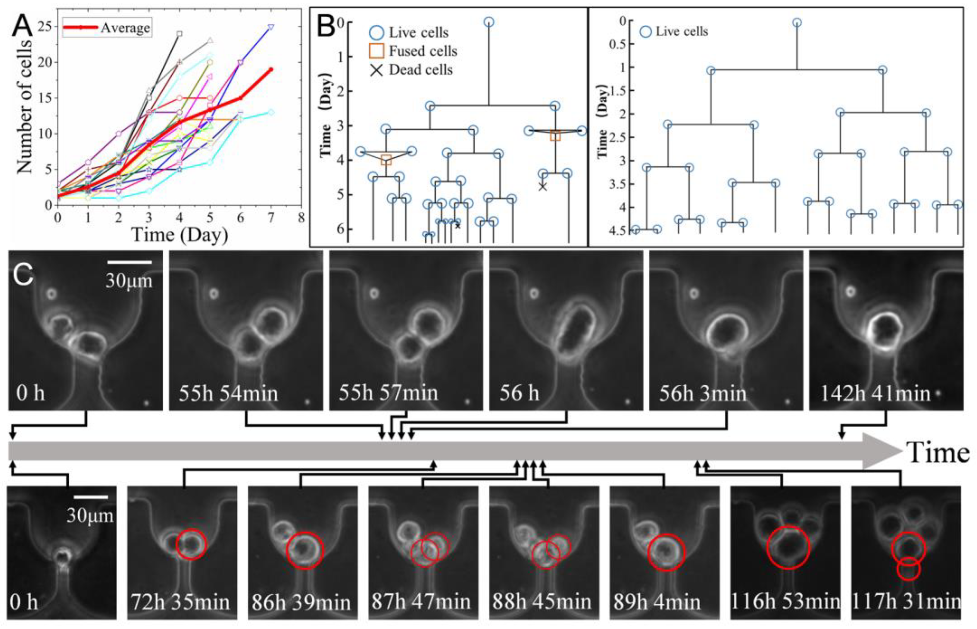 Biosensors 12 01100 g006