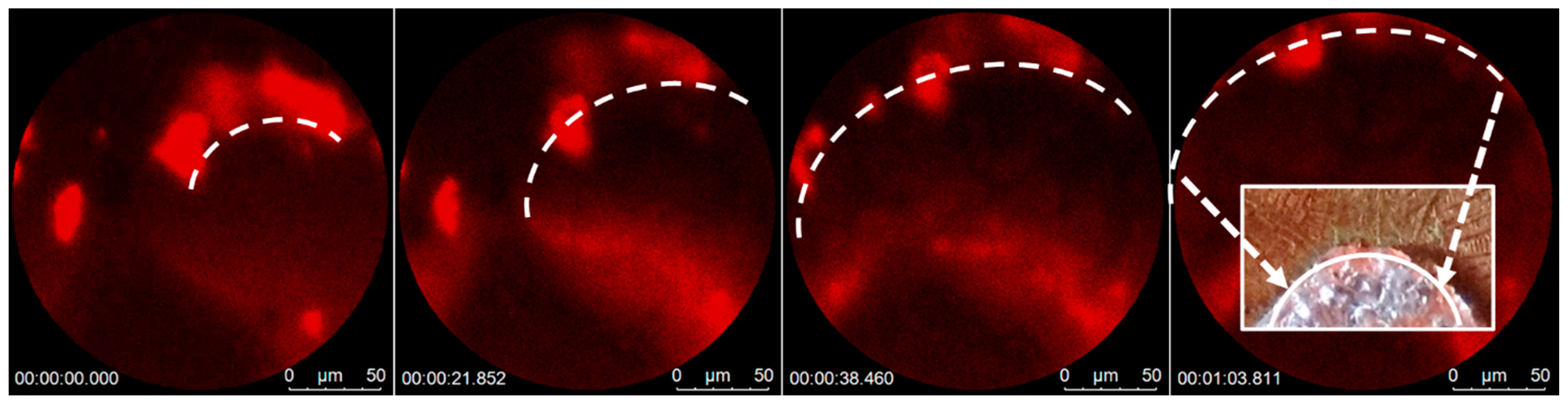 Biosensors 13 01016 g004