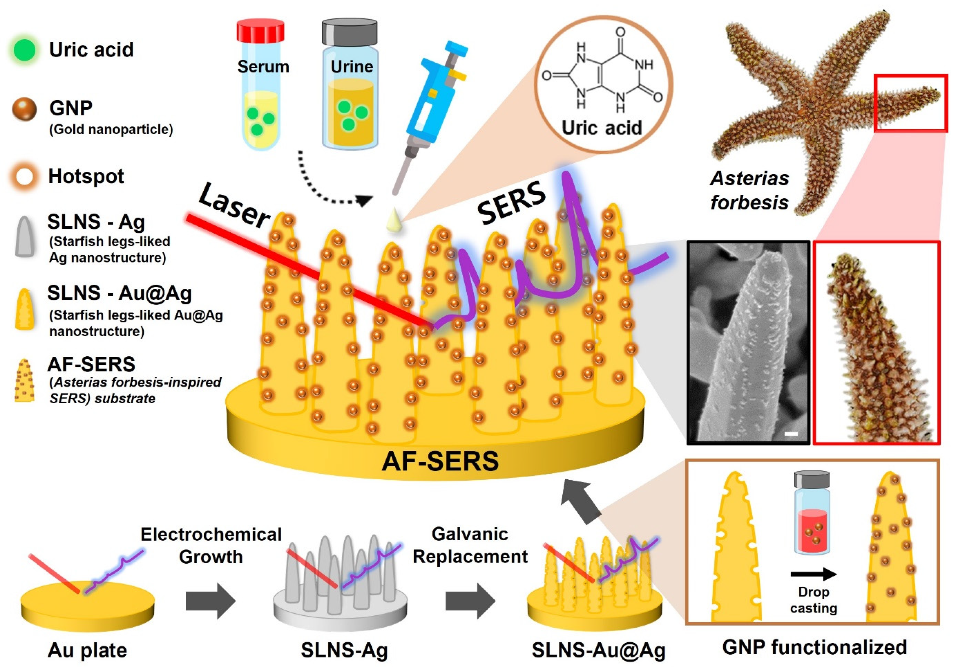 Biosensors 14 00008 sch001
