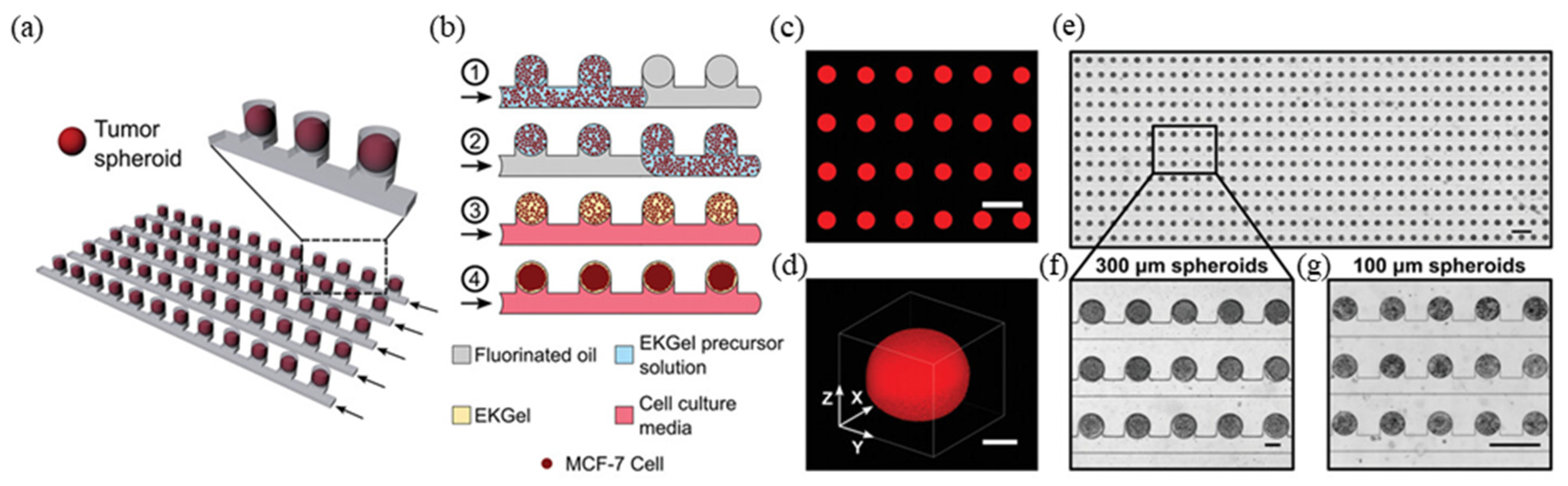 Biosensors 14 00055 g003