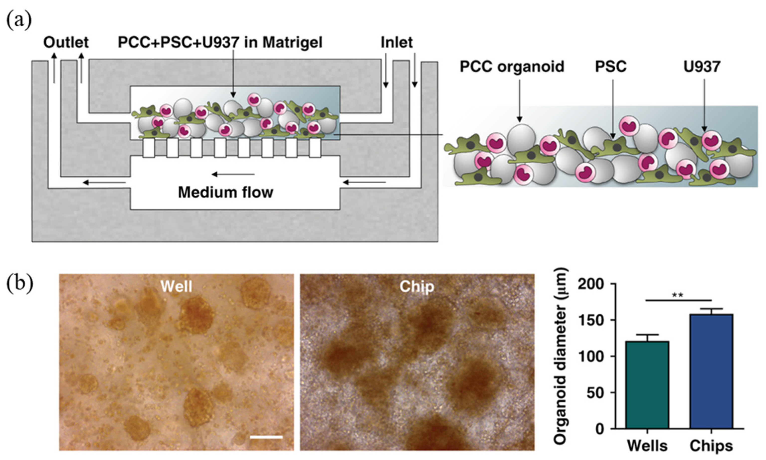 Biosensors 14 00055 g004