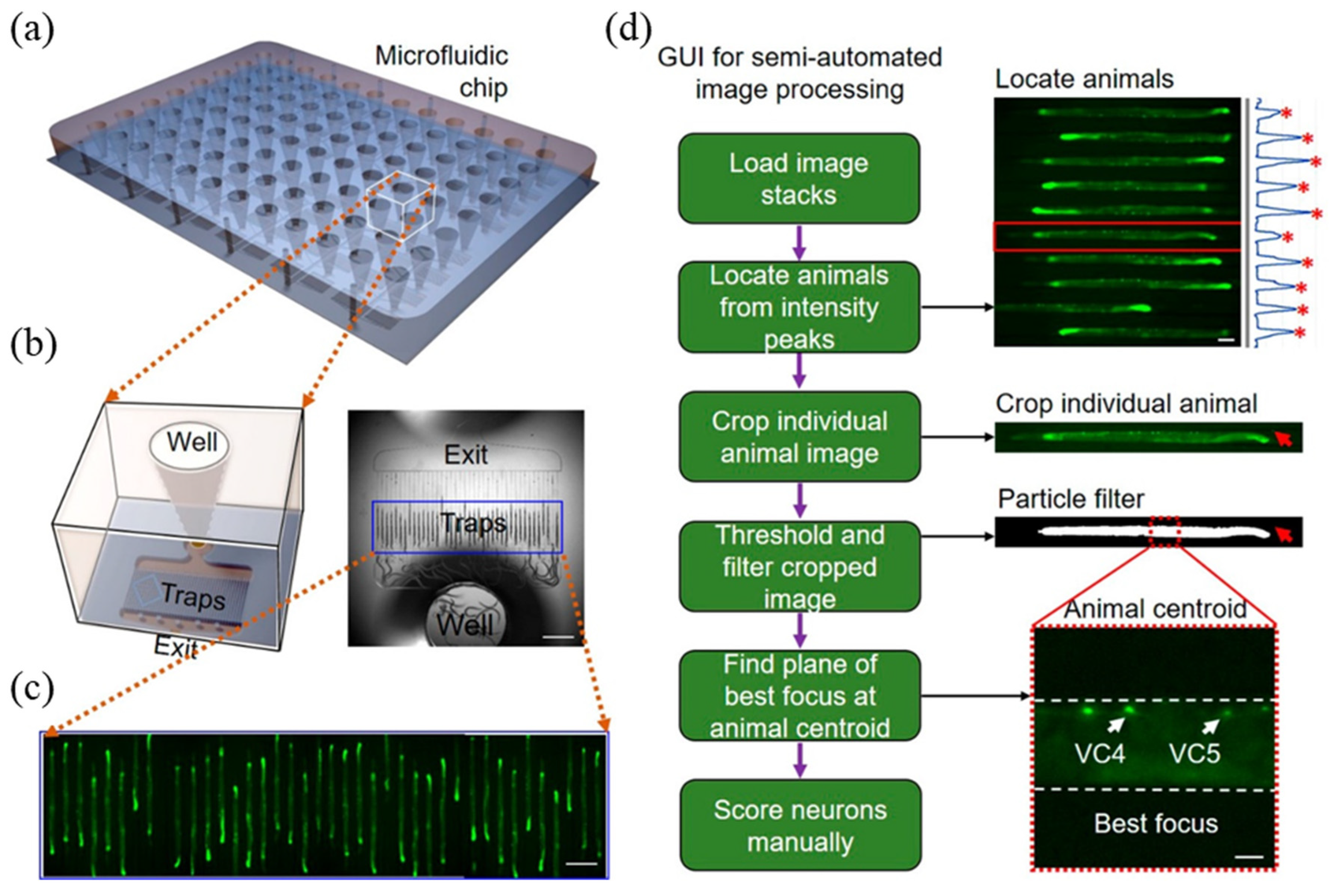 Biosensors 14 00055 g008