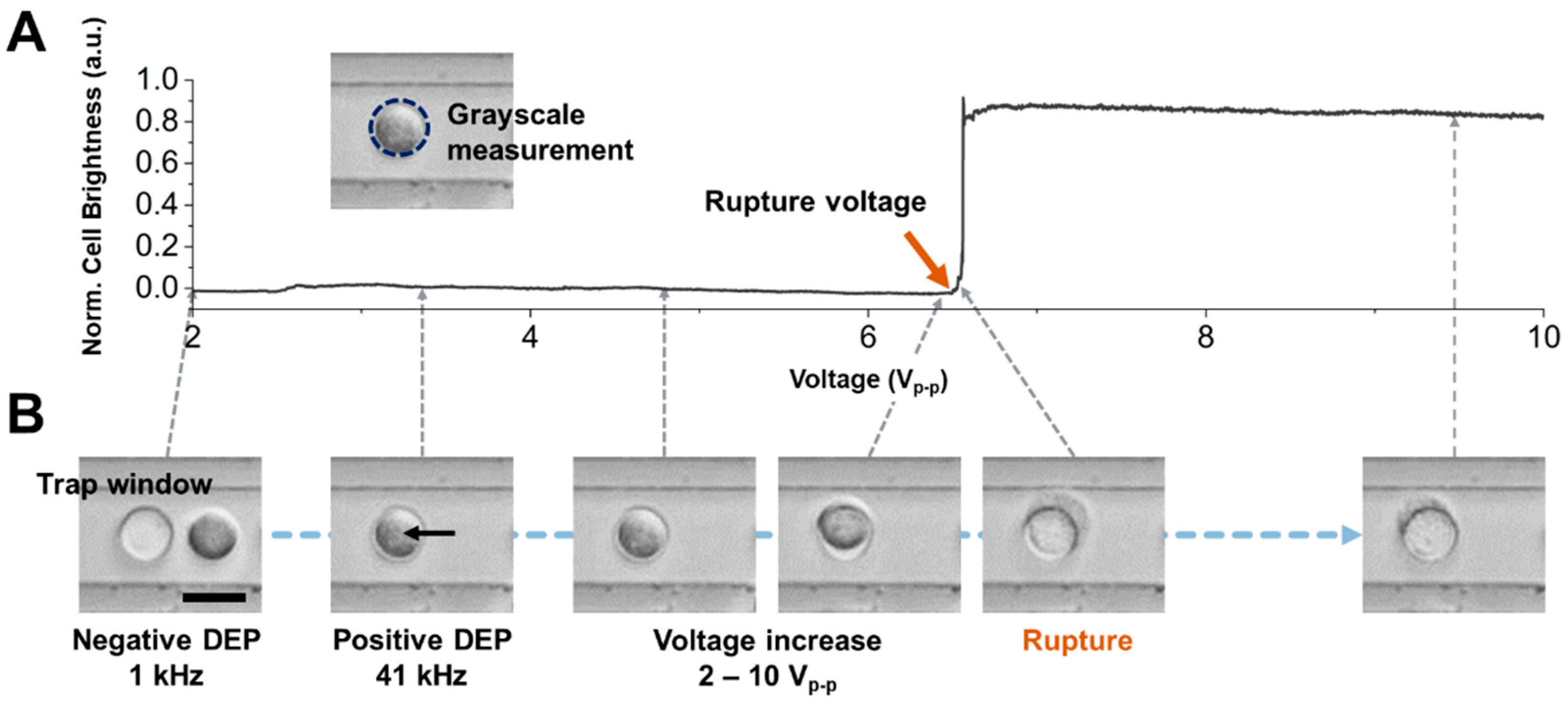 Biosensors 14 00242 g002