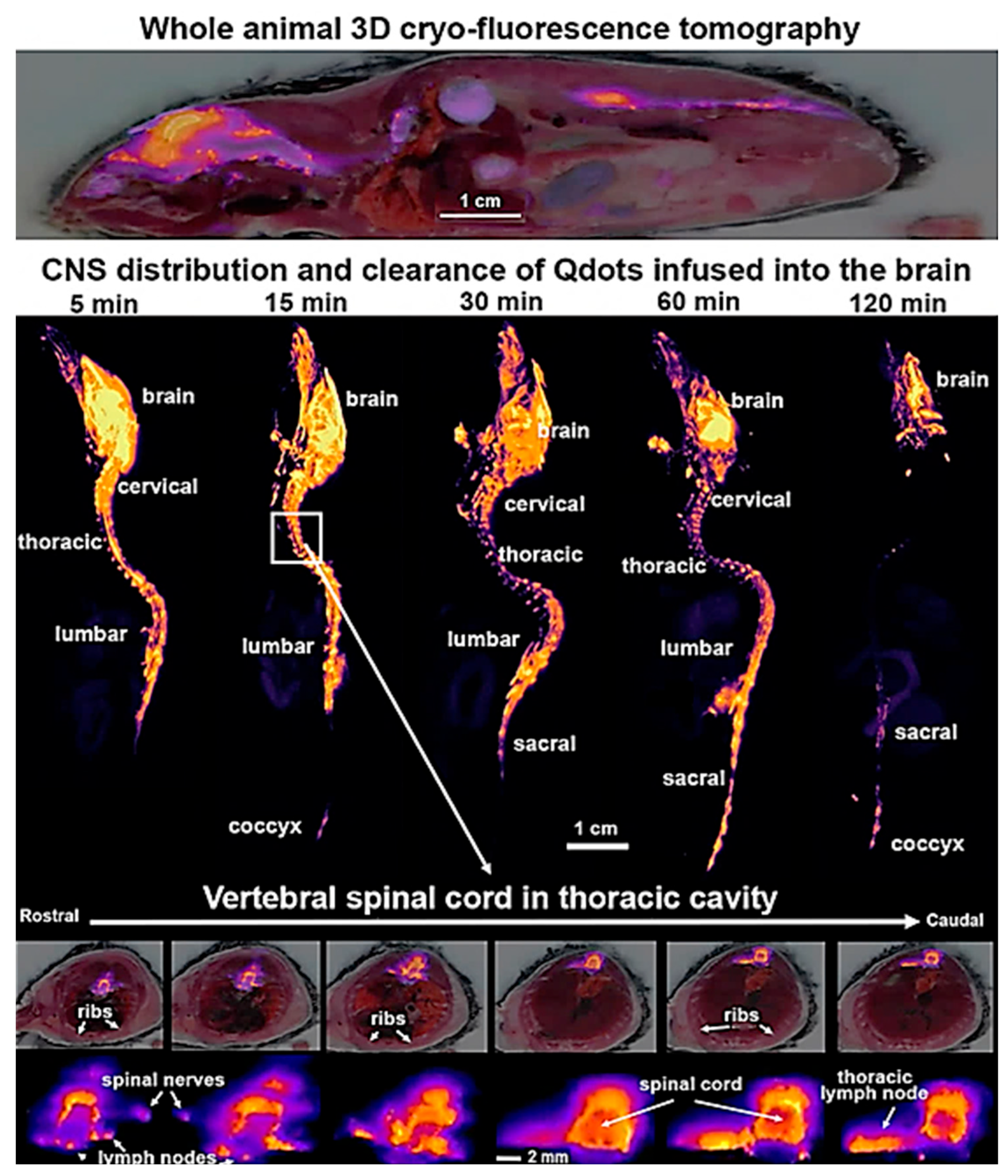 Biosensors 14 00296 g005