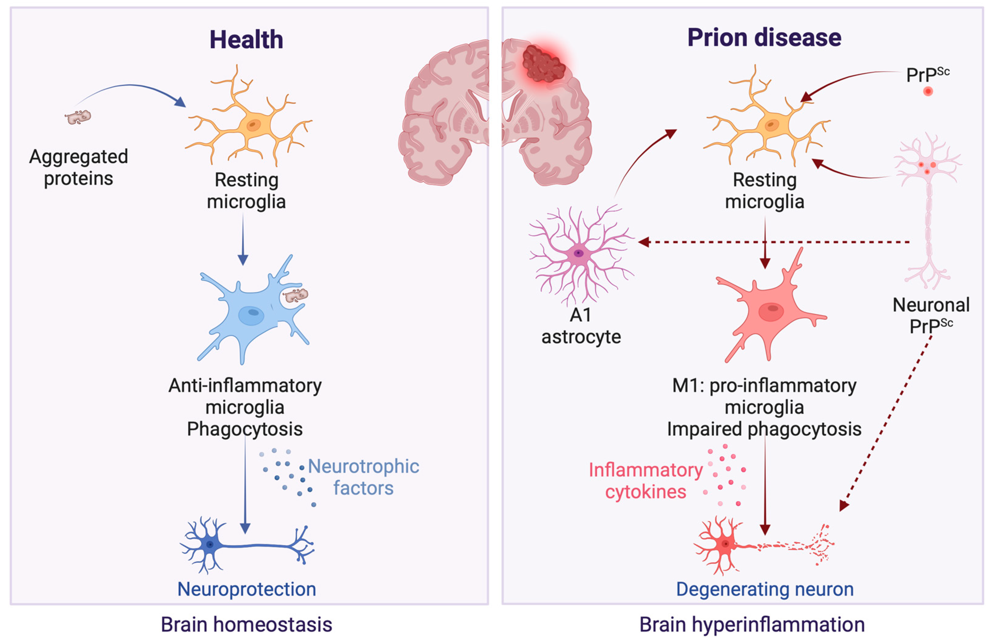 Brainsci 14 00413 g002
