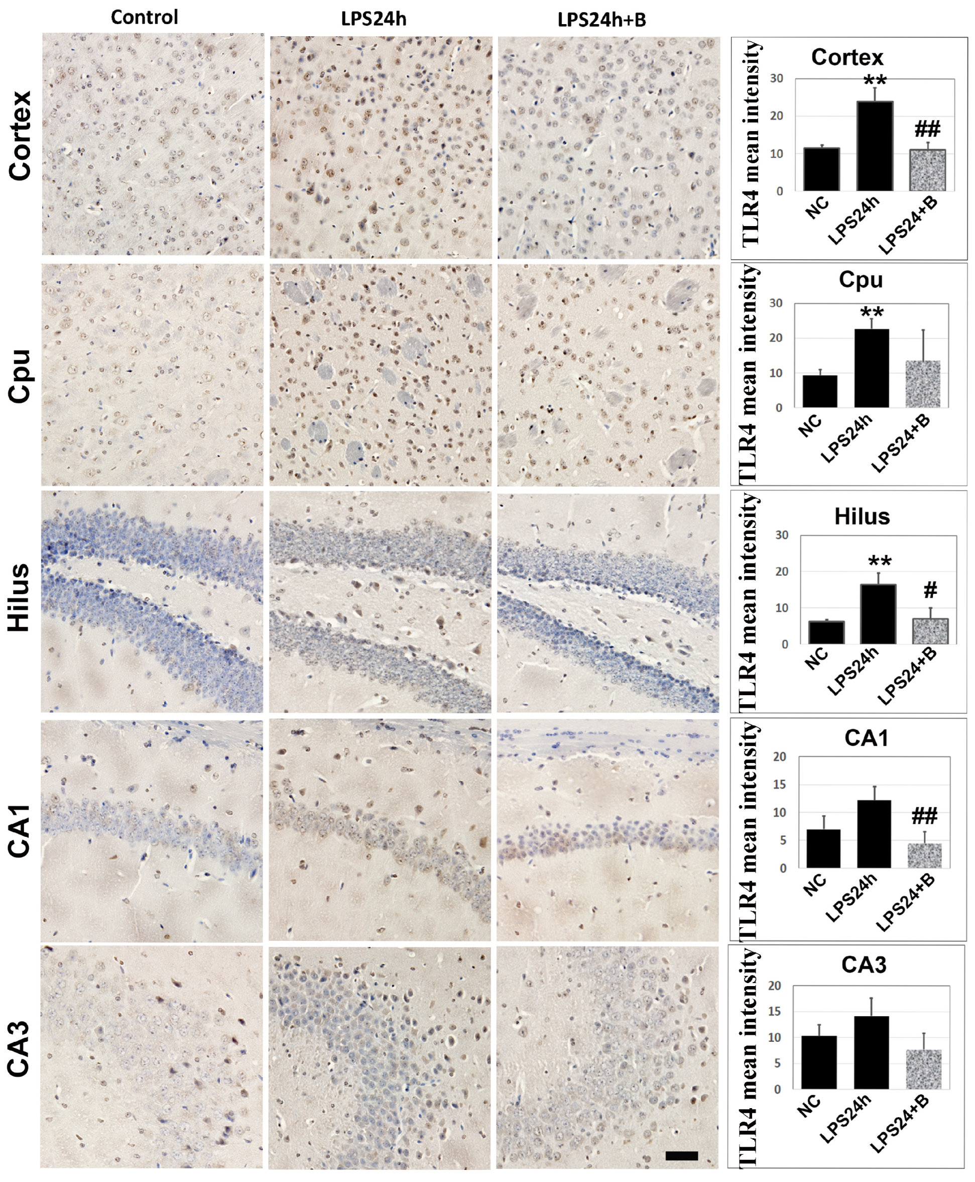 Brainsci 14 00467 g006