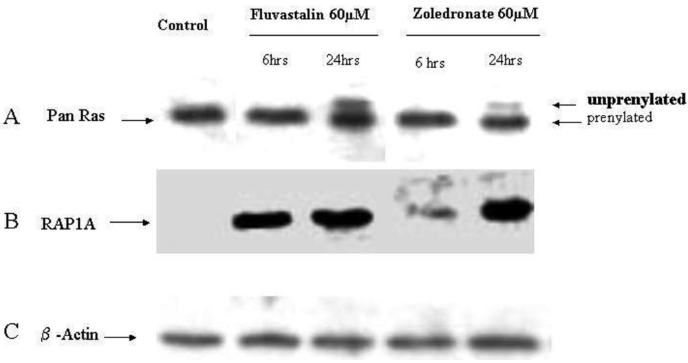 Cancers 03 00662f3 1024