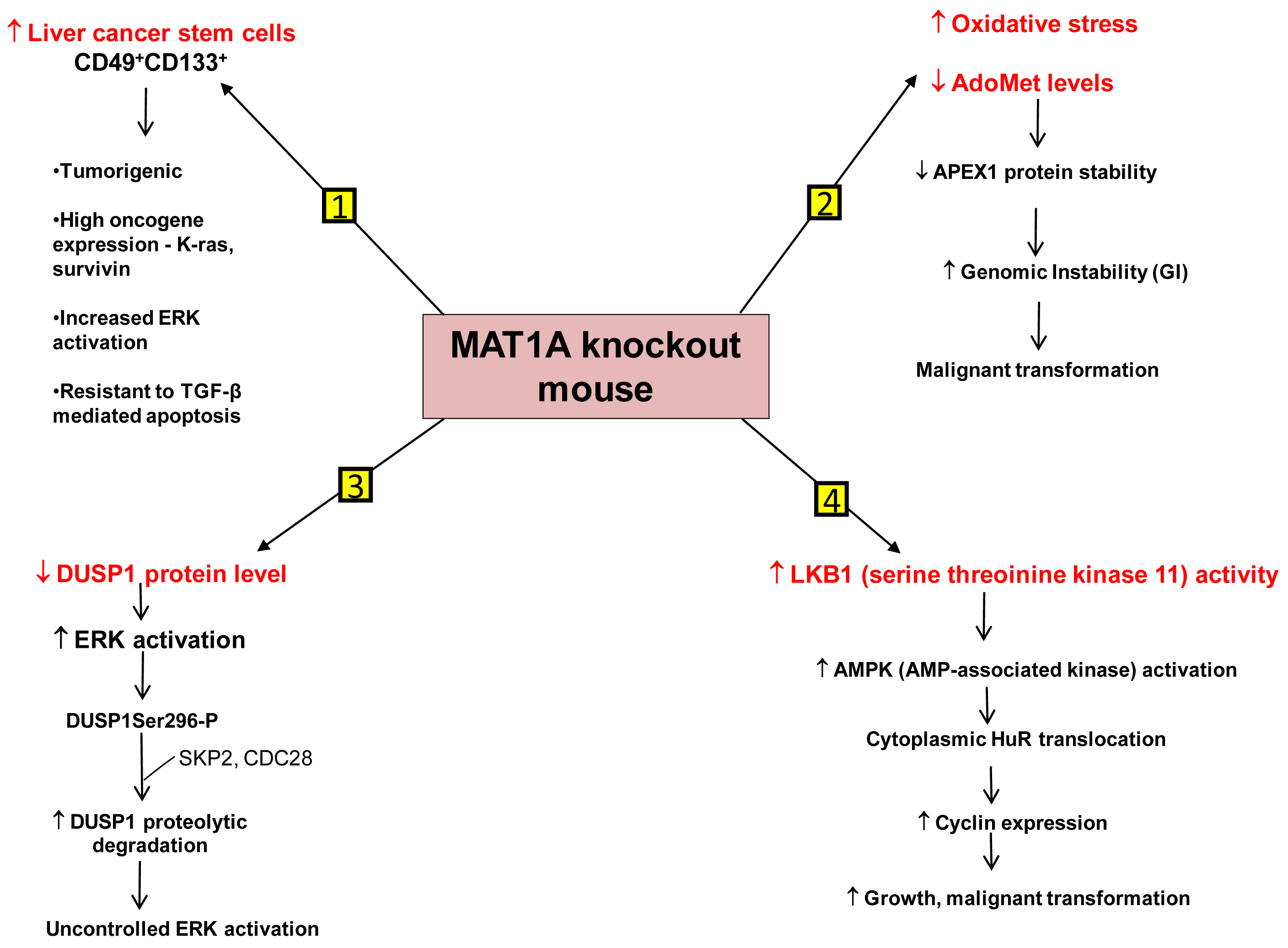 Cancers 03 01480f2 1024
