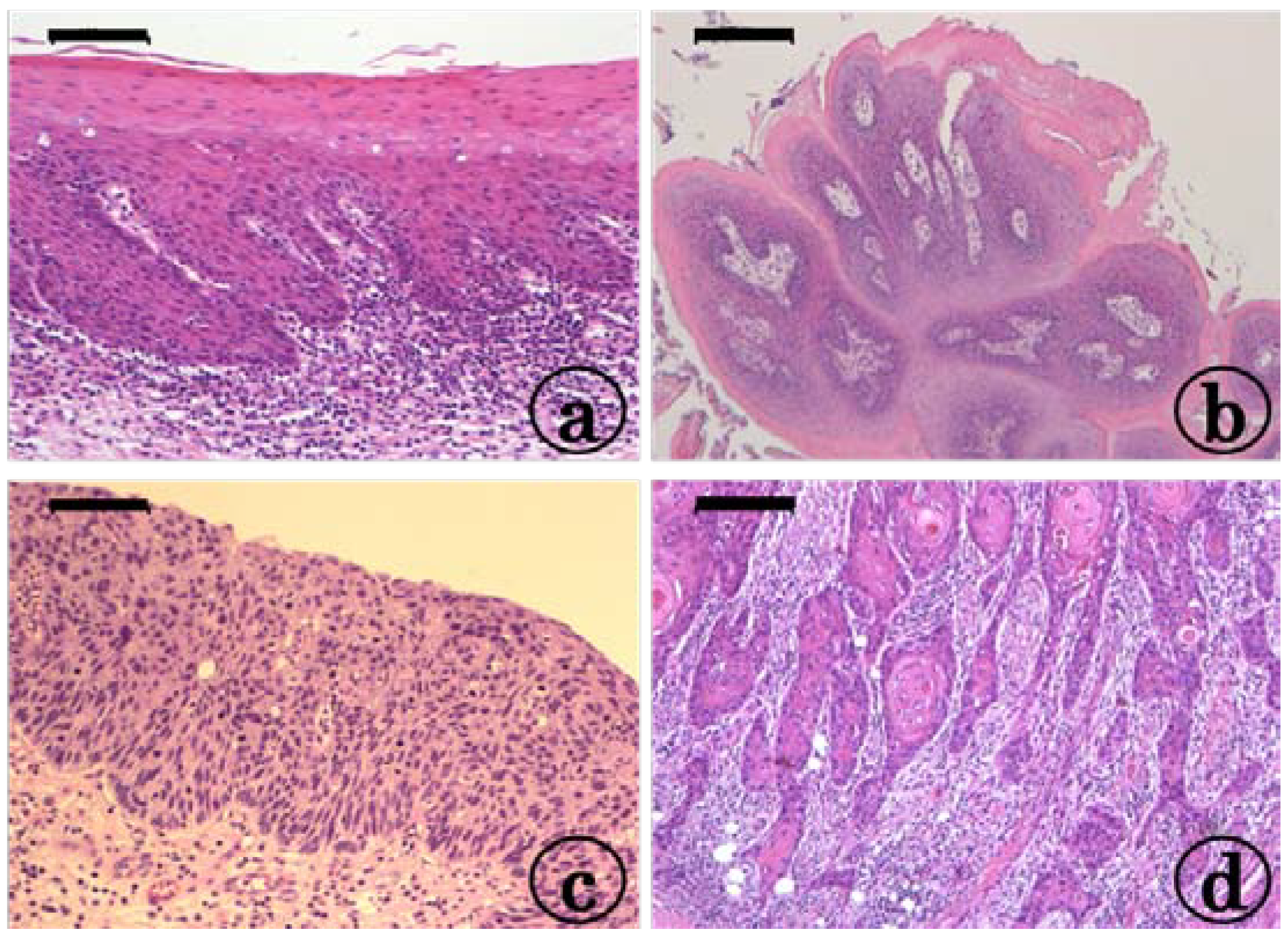 Cancers 06 01522 g001