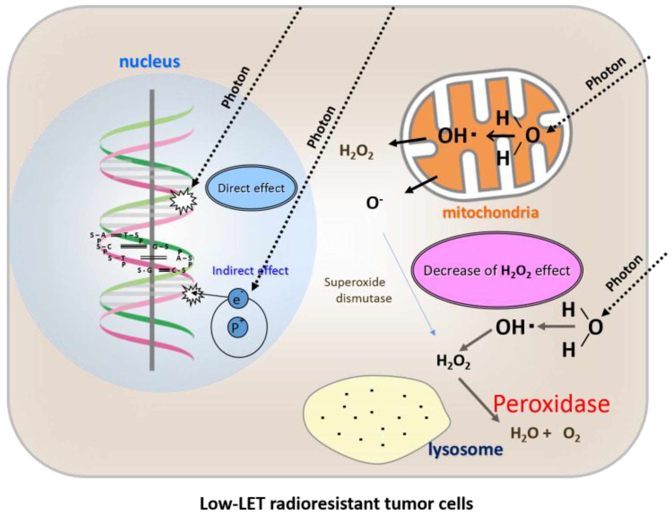 Cancers 08 00028 g003