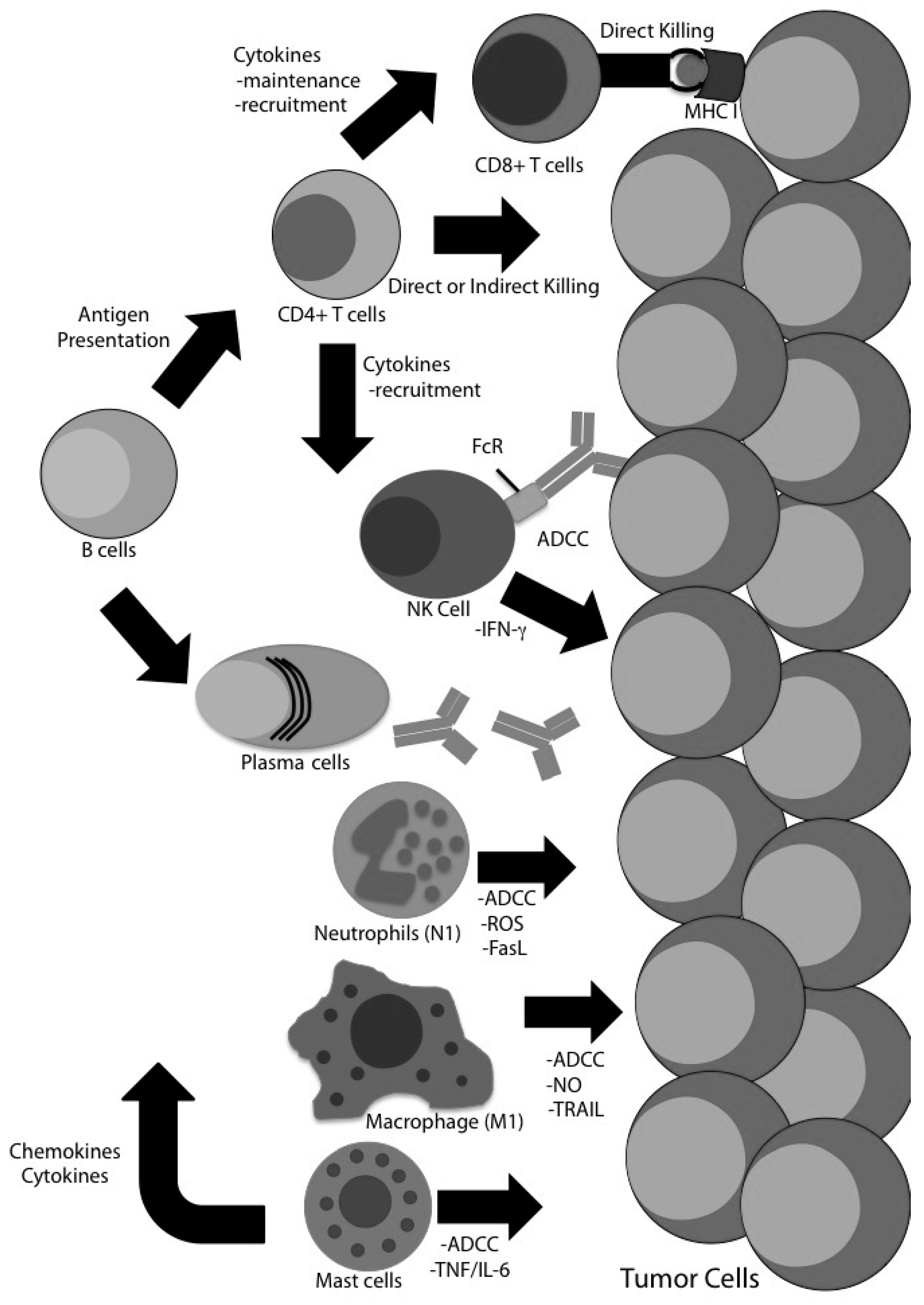 Cancers 08 00071 g001