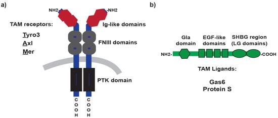 The Role of TAM Family Receptors in Immune Cell Function: Implications for Cancer Therapy The Role of TAM Family Receptors in Immune Cell Function: Implications for Cancer Therapy