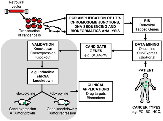 Identifying Cancer Driver Genes Using Replication-Incompetent Retroviral Vectors Identifying Cancer Driver Genes Using Replication-Incompetent Retroviral Vectors