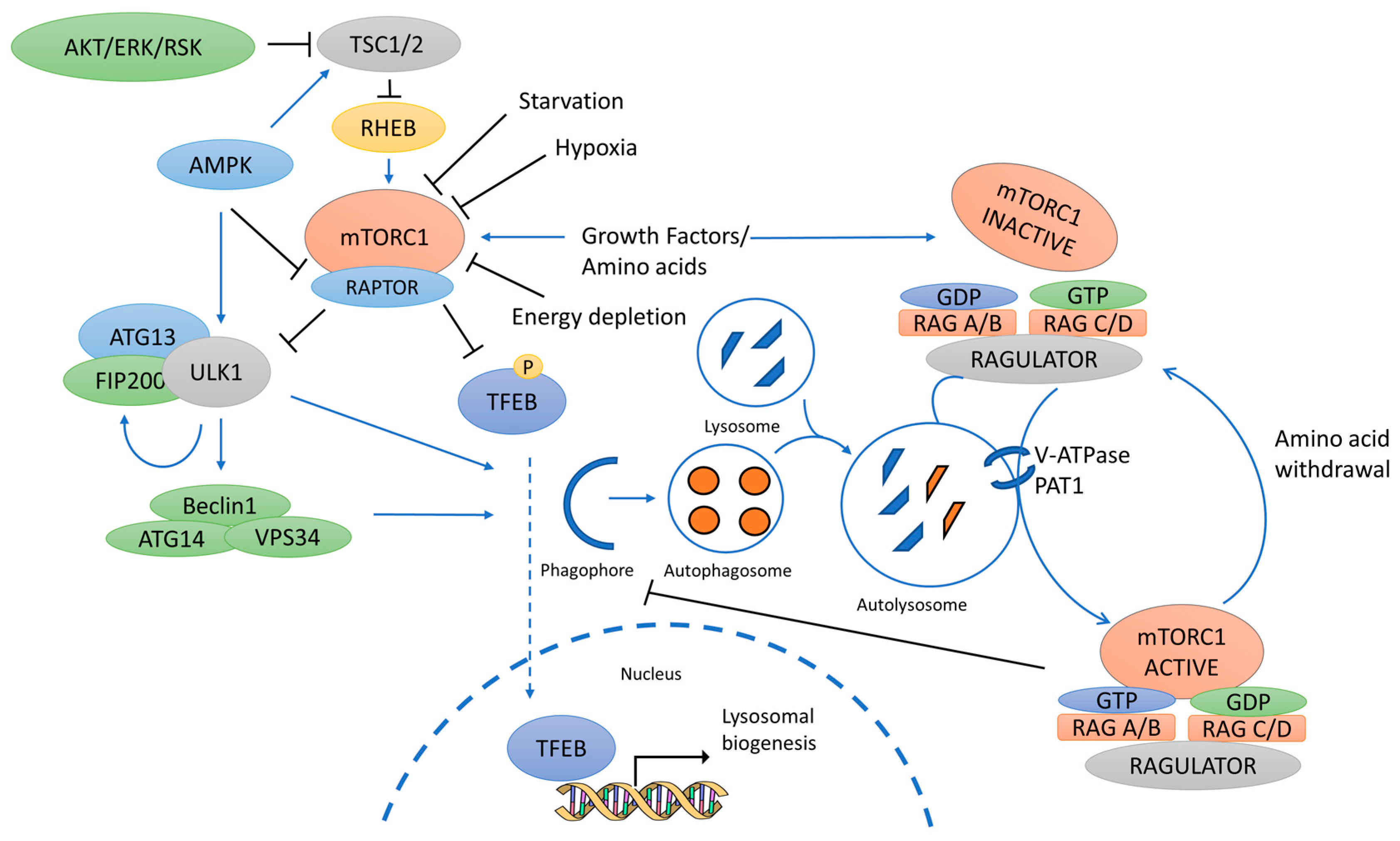 Cancers Free Full Text Mtor Pathways In Cancer And Autophagy 